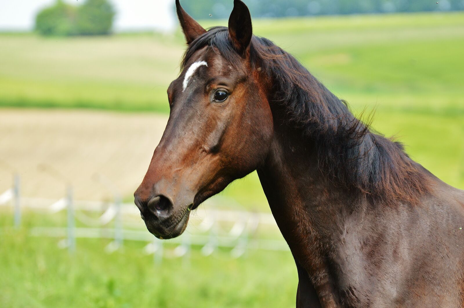 Nikon D3200 sample photo. Horse, coupling, stallion photography