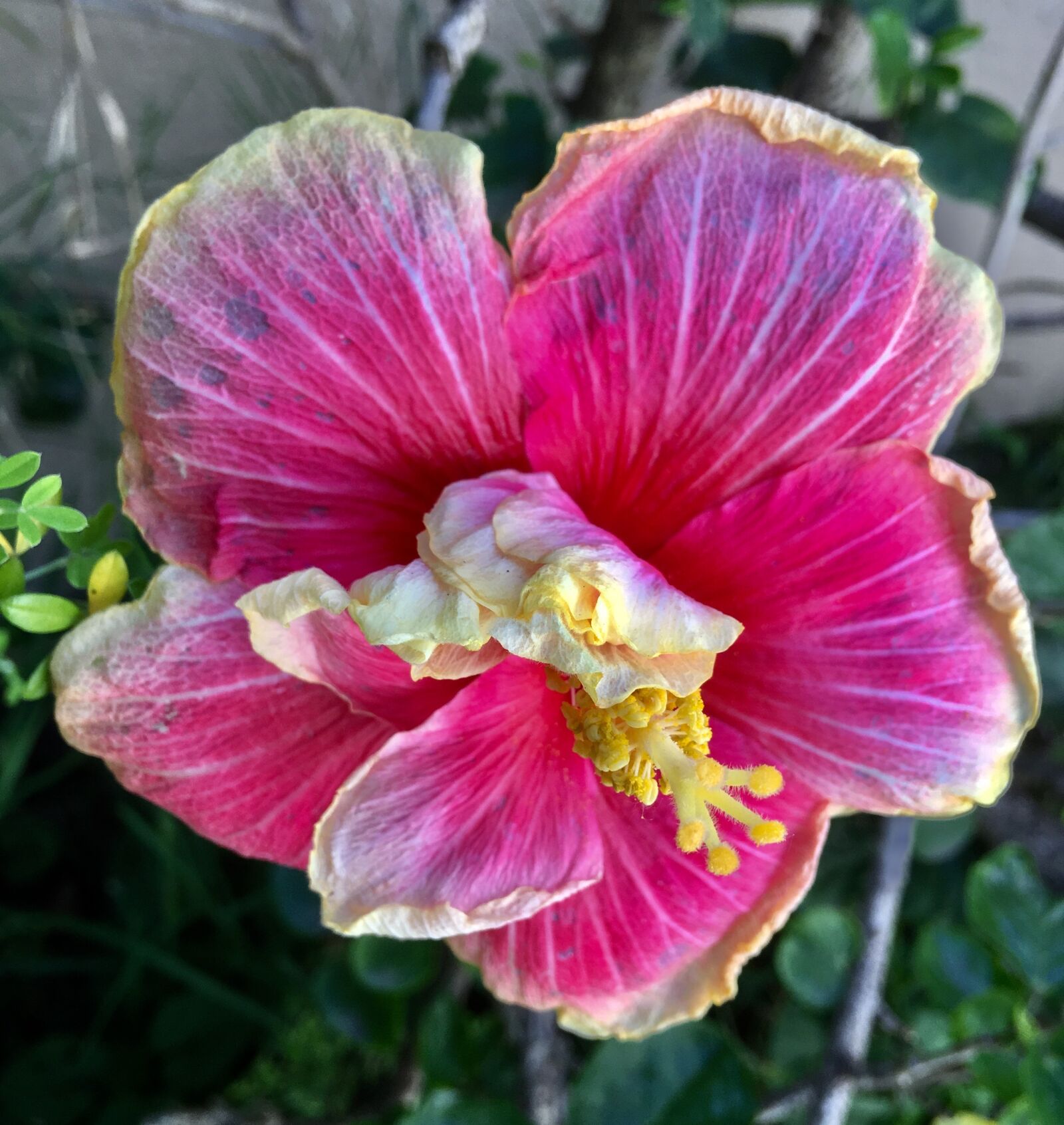 Apple iPhone 6s Plus sample photo. Ibisco, petals pink, garden photography