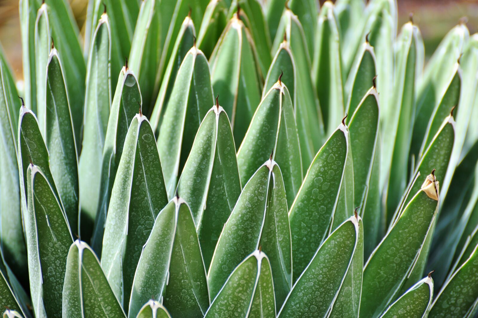 Nikon D3200 sample photo. Cactus, spur, green photography