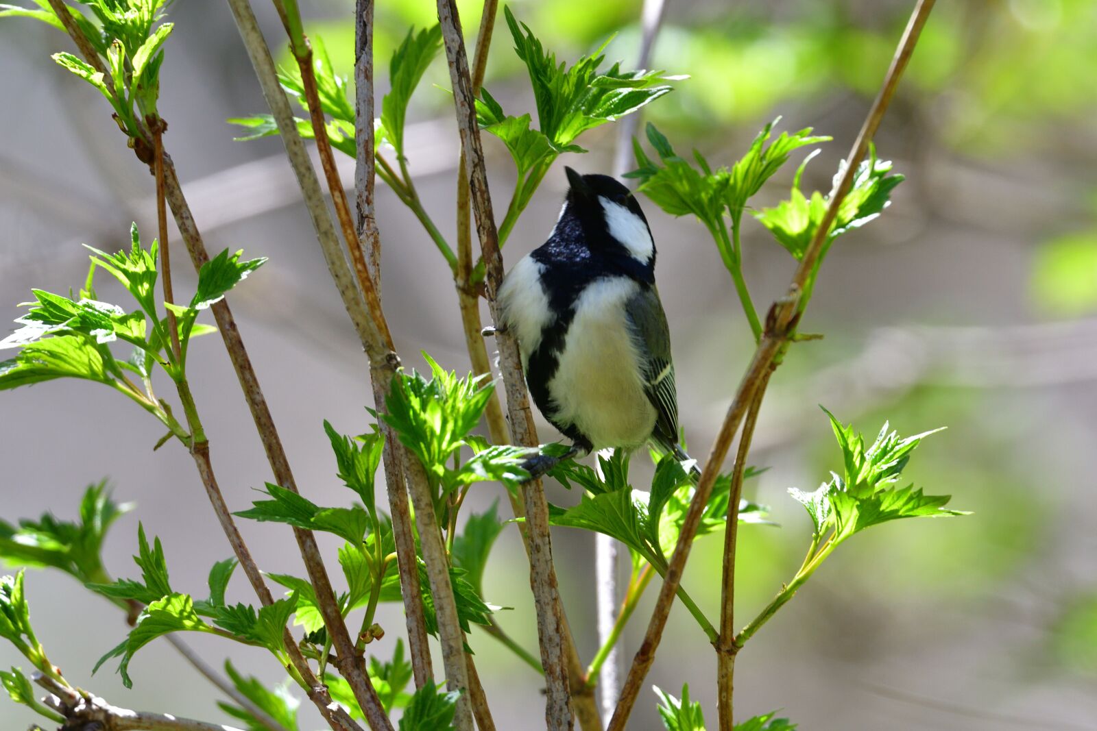 Nikon D500 sample photo. Natural, outdoors, leaf photography