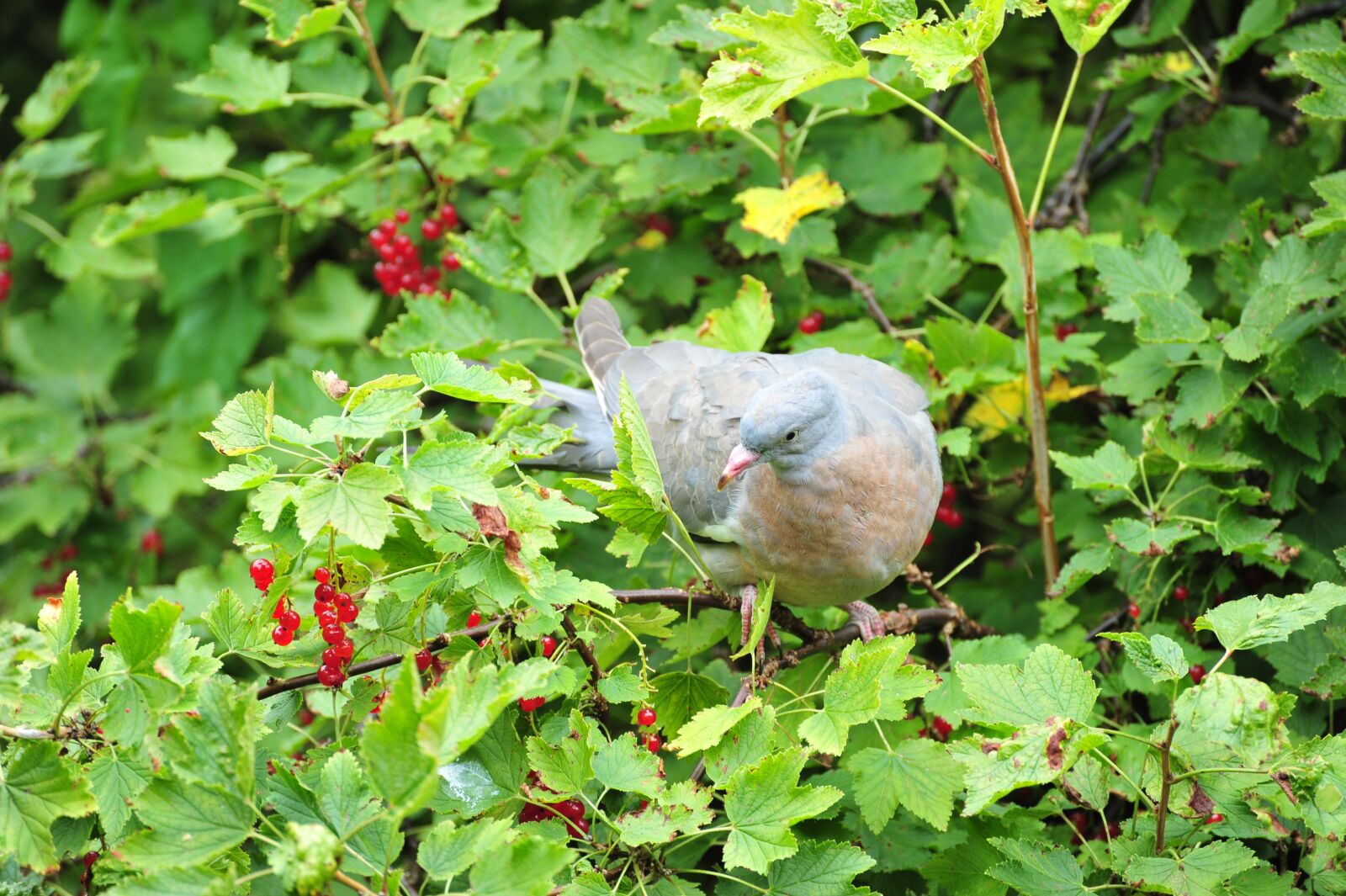Nikon D700 sample photo. Dove, bird, wood pigeon photography