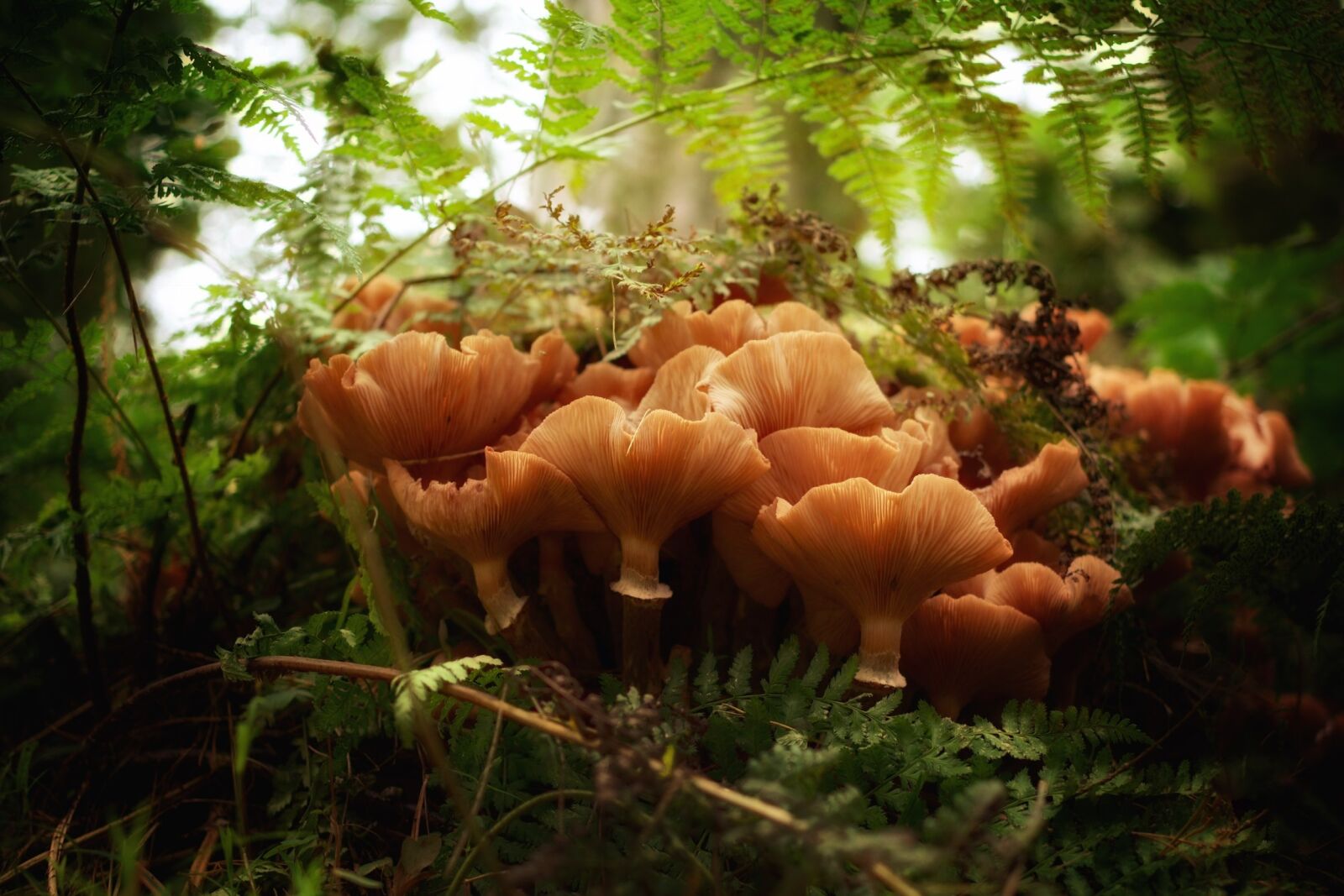 Pentax K-70 sample photo. Forest, mushroom, nature photography