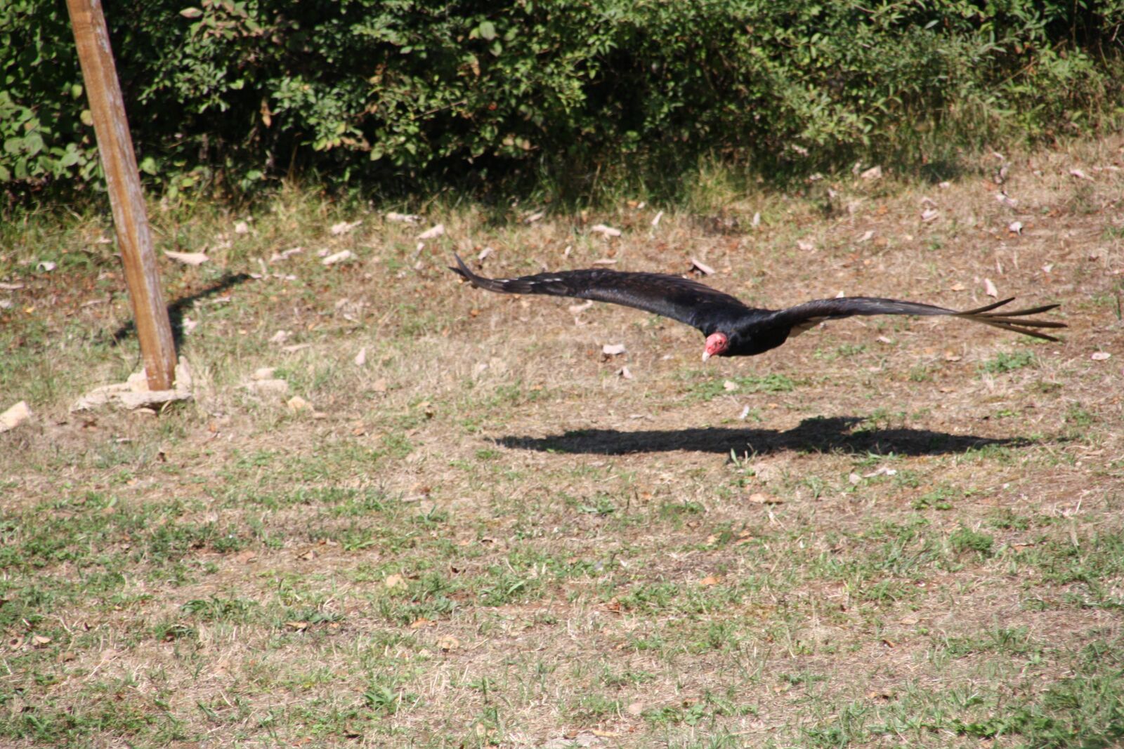 Canon EOS 1000D (EOS Digital Rebel XS / EOS Kiss F) sample photo. Raptors, falcon, bird photography