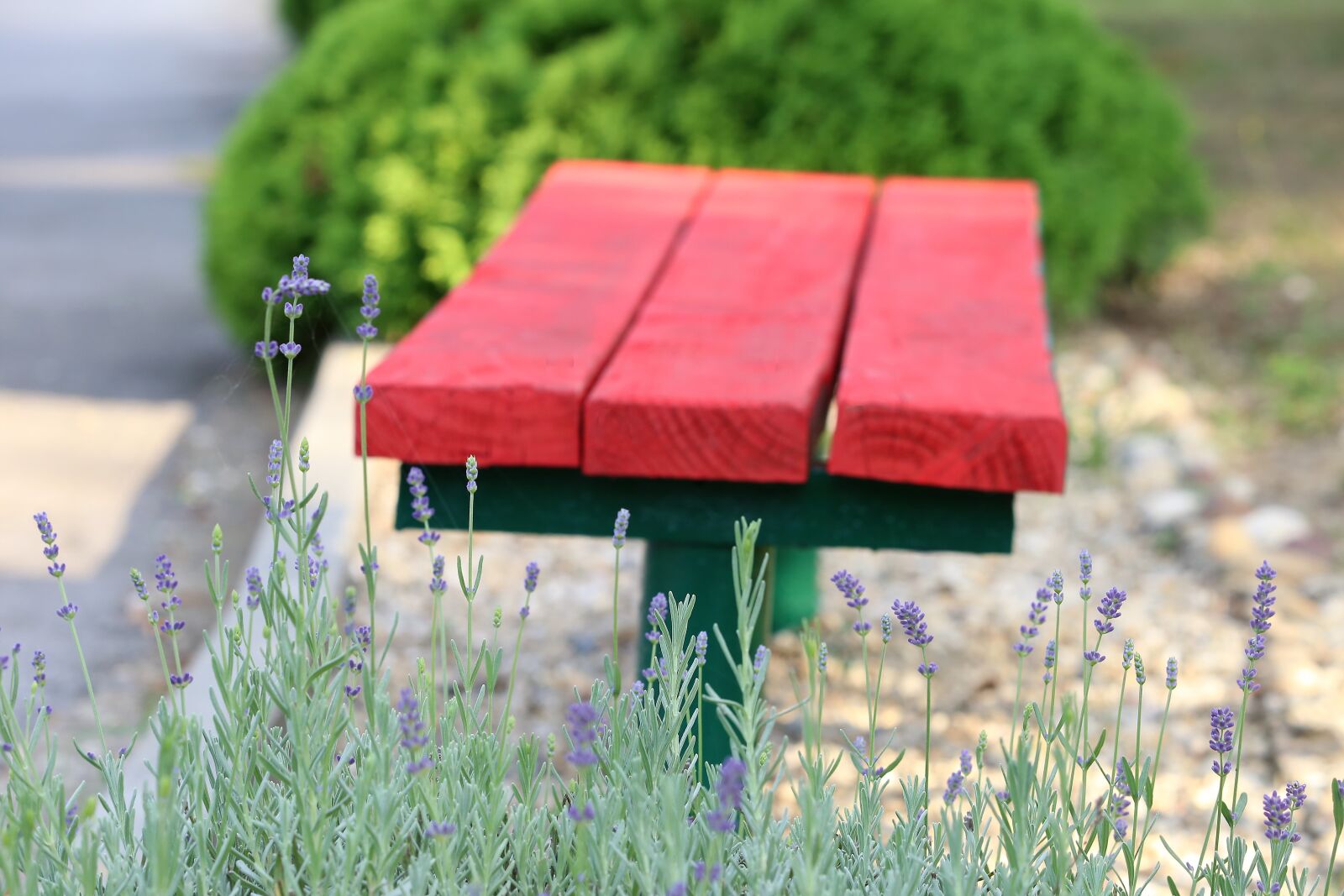 Canon EOS 6D sample photo. Red bench, blue lavender photography