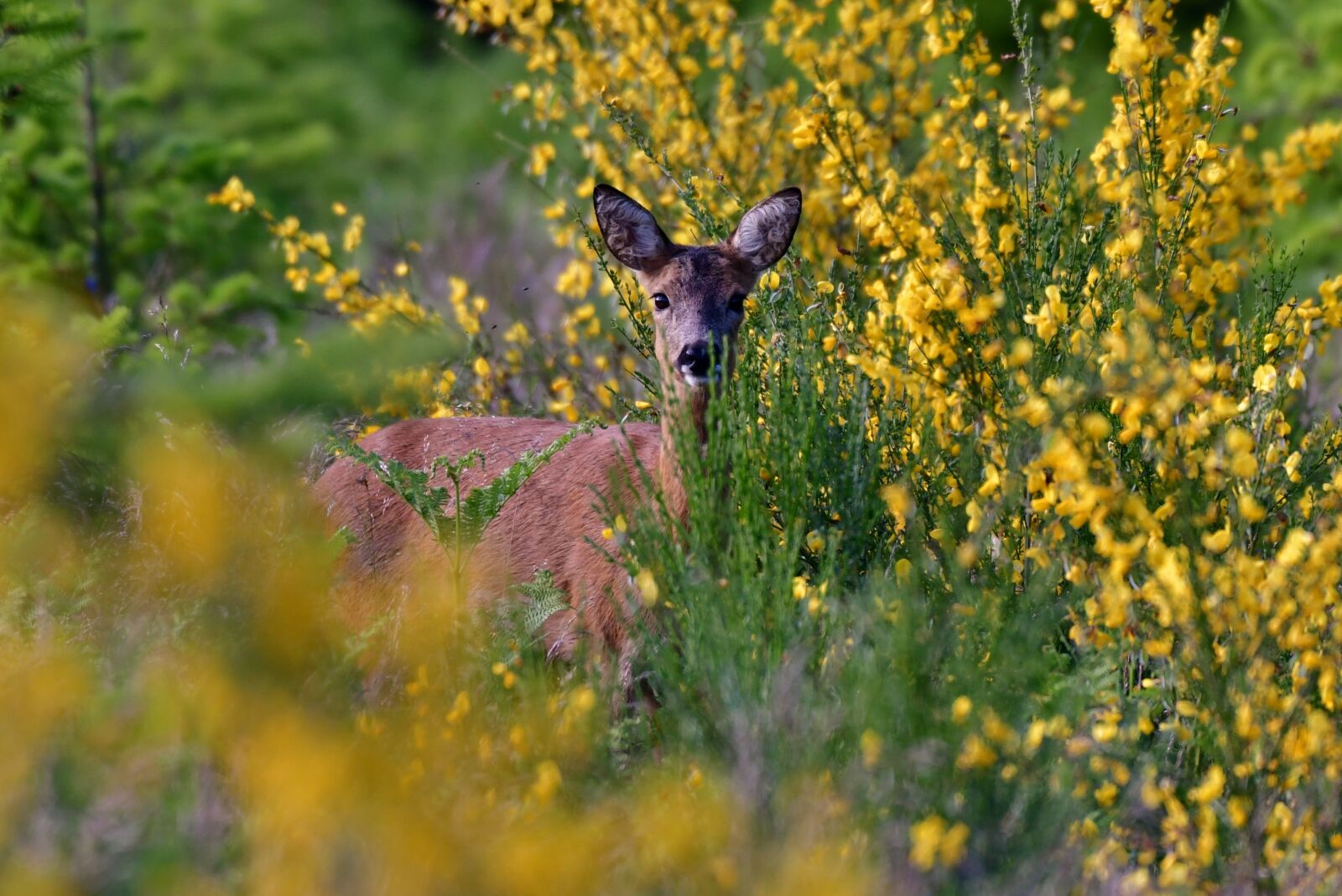 Nikon D500 sample photo. Ree, roe, animals photography