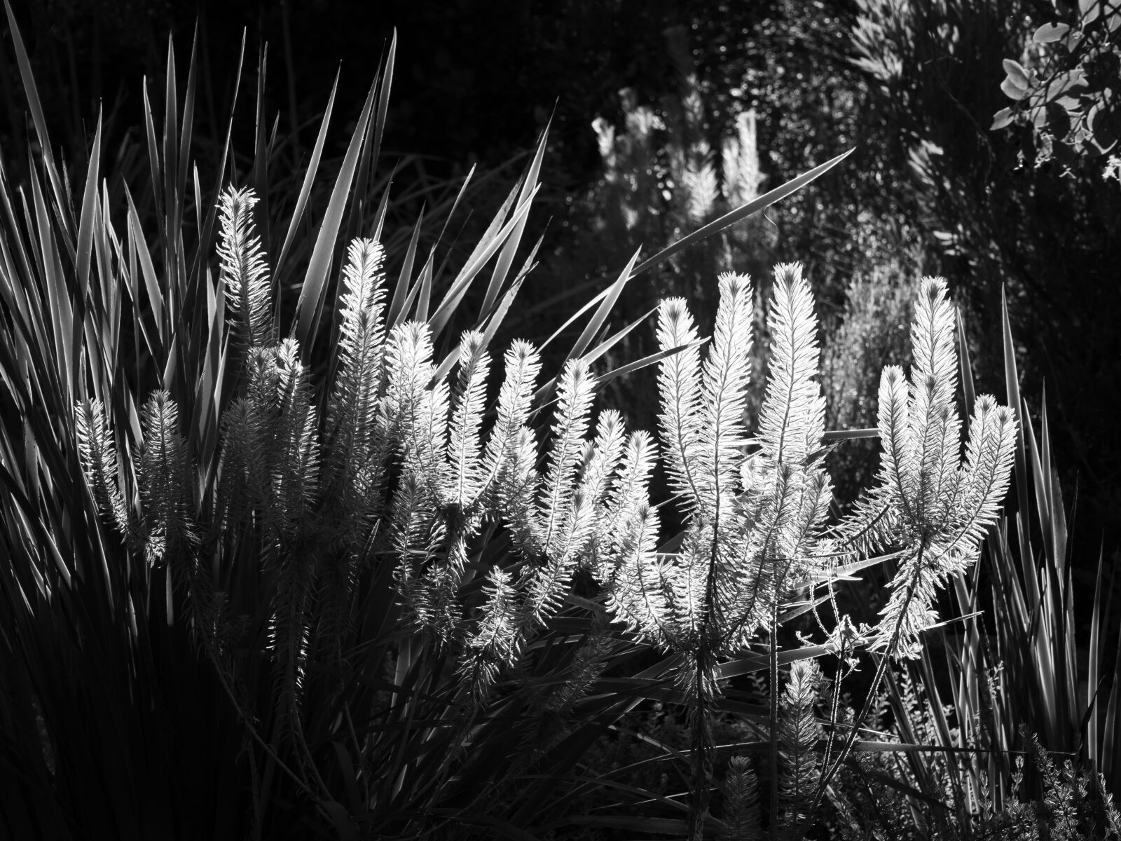 Olympus M.Zuiko Digital ED 12-100mm F4.0 IS Pro sample photo. Morning light, grass, nature photography