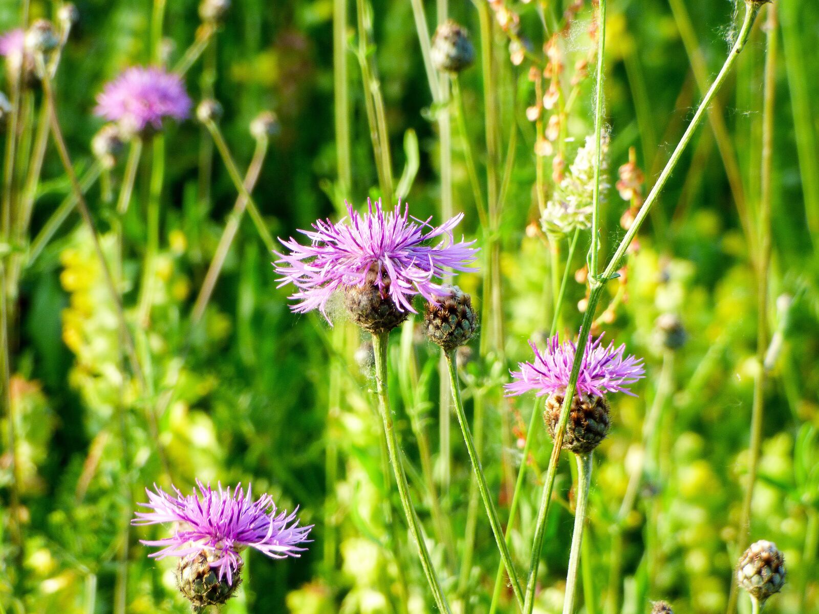 Panasonic DMC-FZ72 sample photo. Flower, wildflower, meadow flower photography