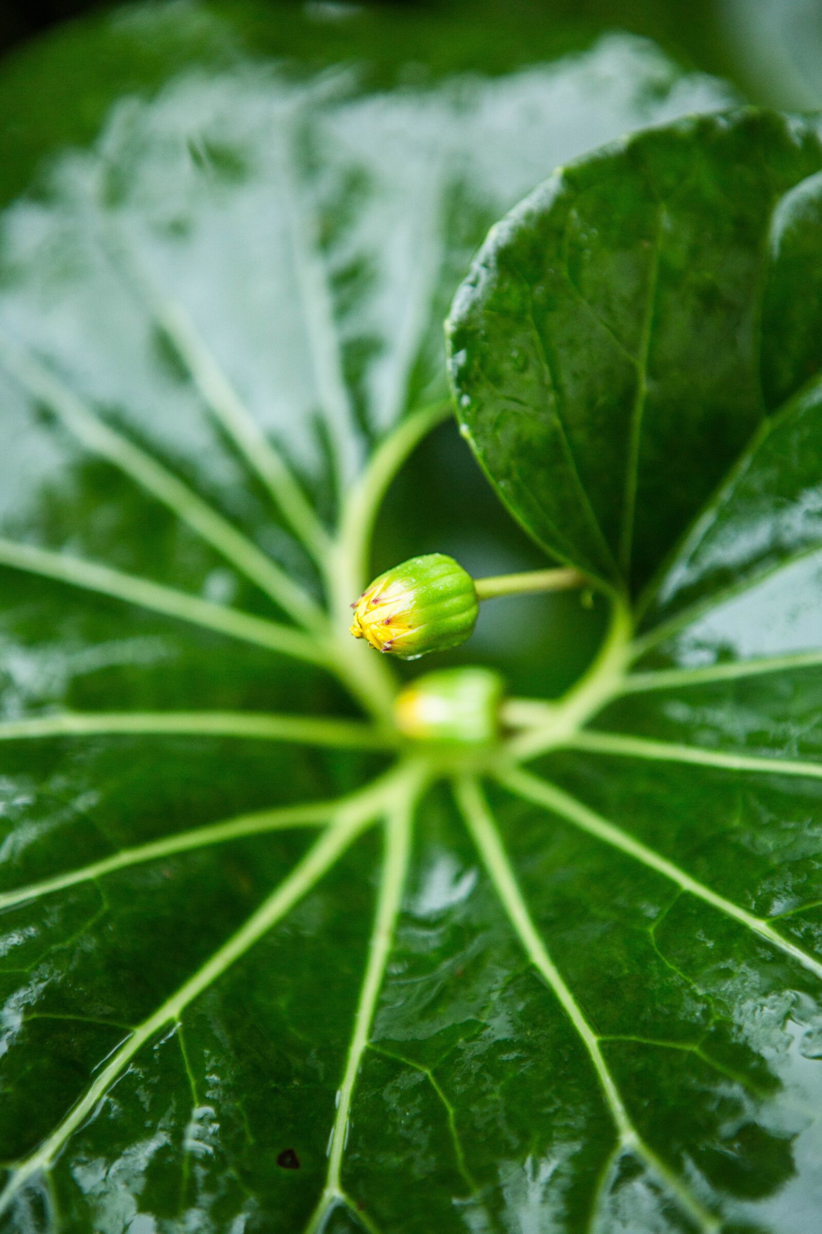 Canon EOS 5D Mark III sample photo. Plant, tree, grass photography
