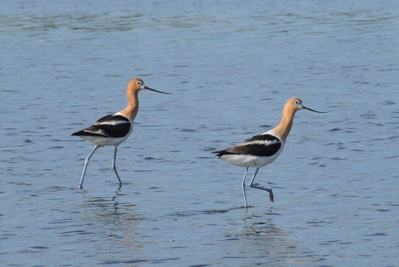 Nikon D300 sample photo. American avocets, birds, shorebirds photography