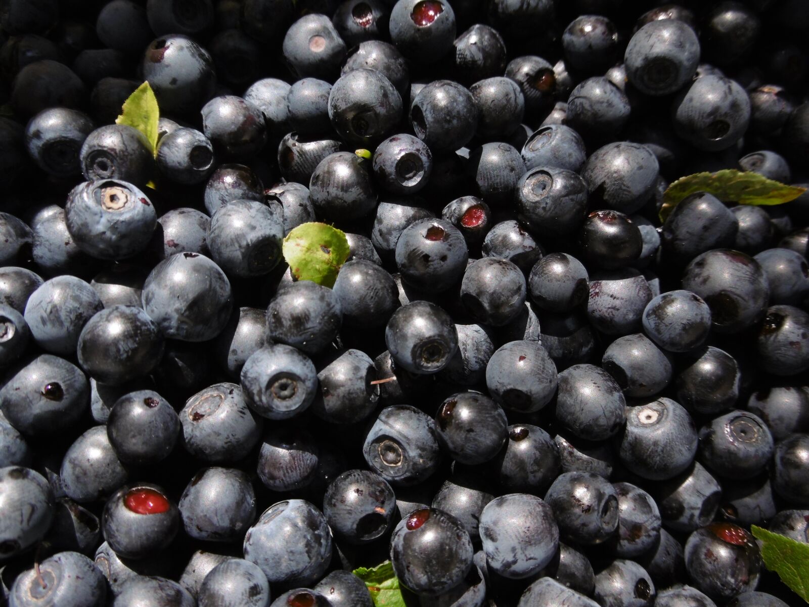Panasonic DMC-SZ10 sample photo. Blueberries, berries, forest photography