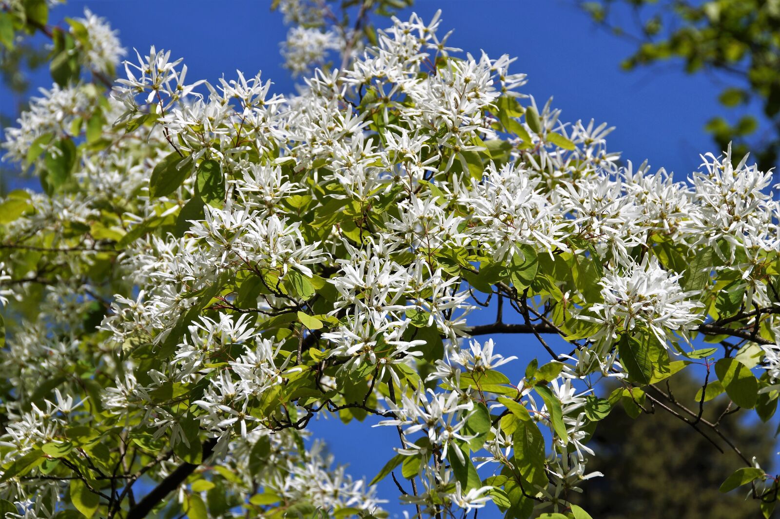 Sony SLT-A58 sample photo. Dogwood, tree, branch photography