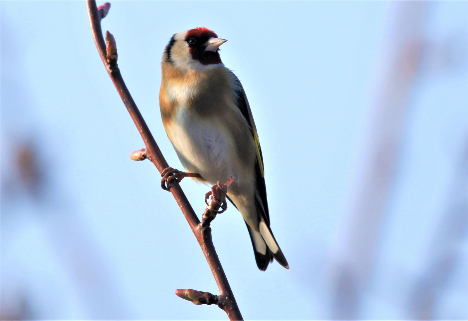 150-600mm F5-6.3 DG OS HSM | Contemporary 015 sample photo. Bird, goldfinch, colourful photography