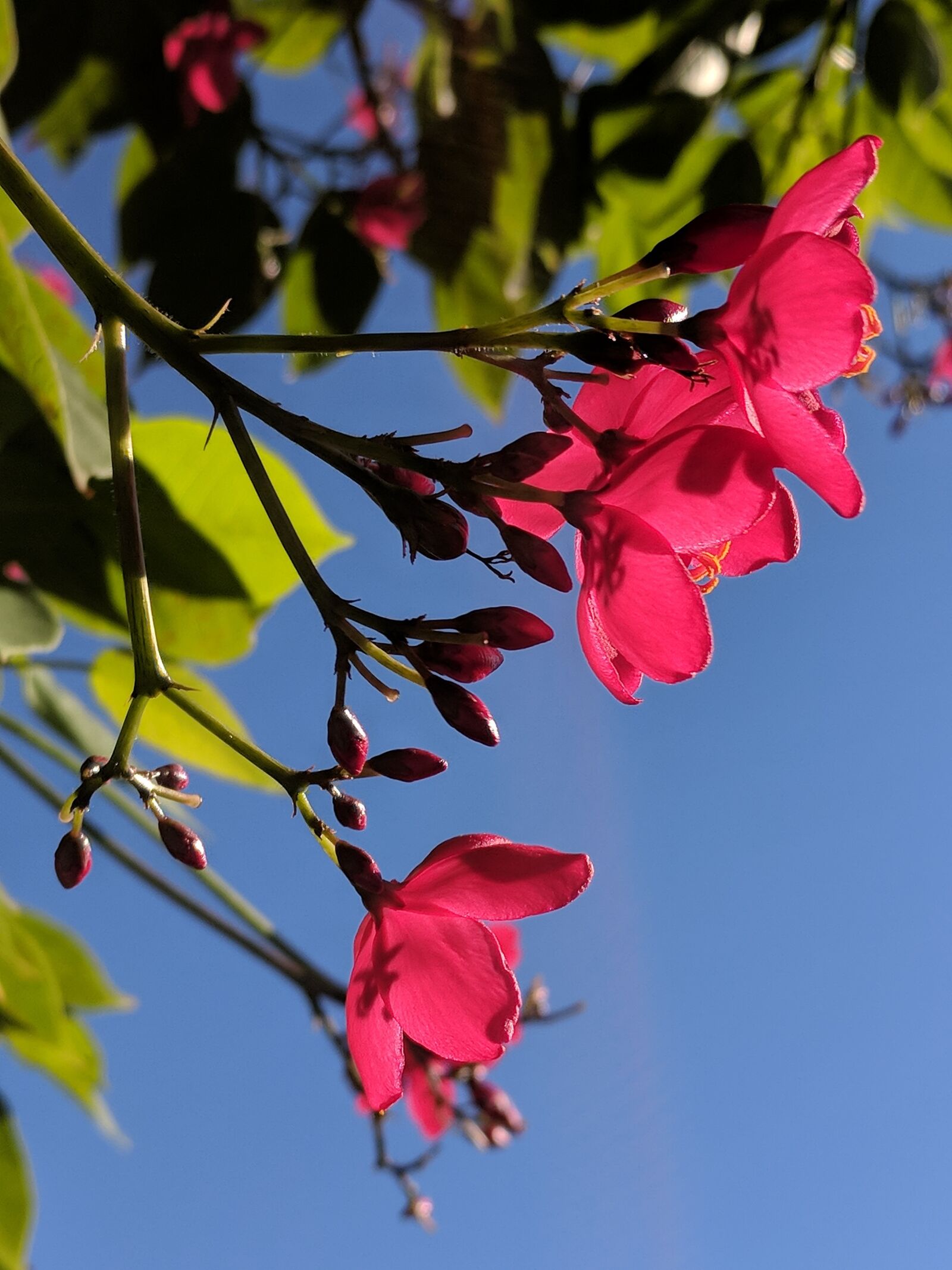 Google Pixel sample photo. Spring, flower, red photography