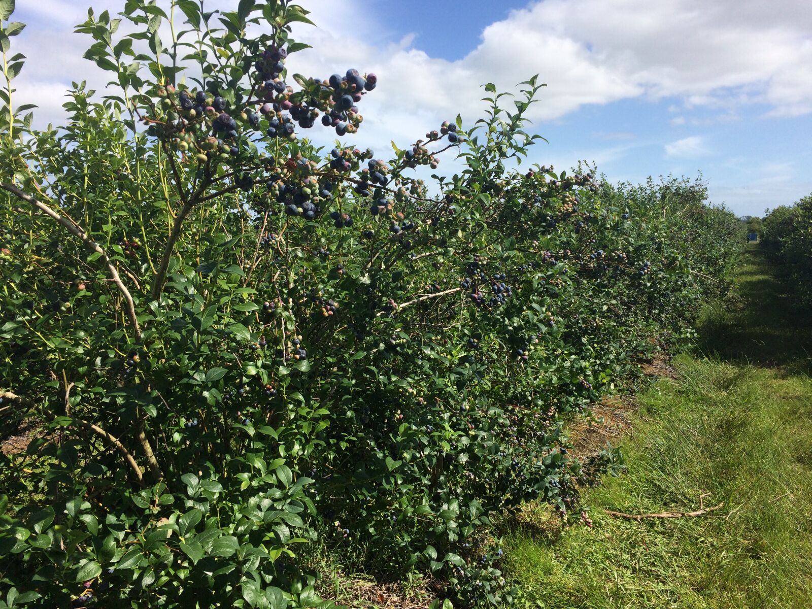 iPhone 5s back camera 4.15mm f/2.2 sample photo. New zealand, hamilton, blueberry photography