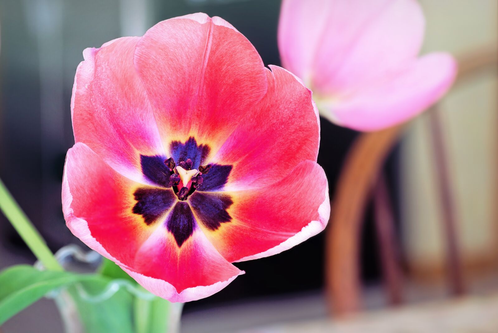 Canon EOS 5D Mark III sample photo. Tulip, pink, purple center photography