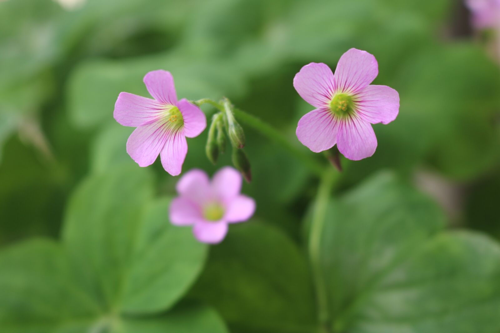 Canon EOS 750D (EOS Rebel T6i / EOS Kiss X8i) sample photo. Small flowers, spring, purple photography