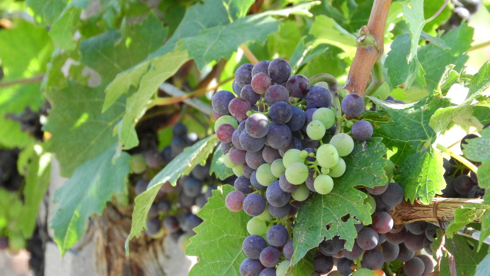 Nikon Coolpix P610 sample photo. Vineyard, grapevine, viticulture photography
