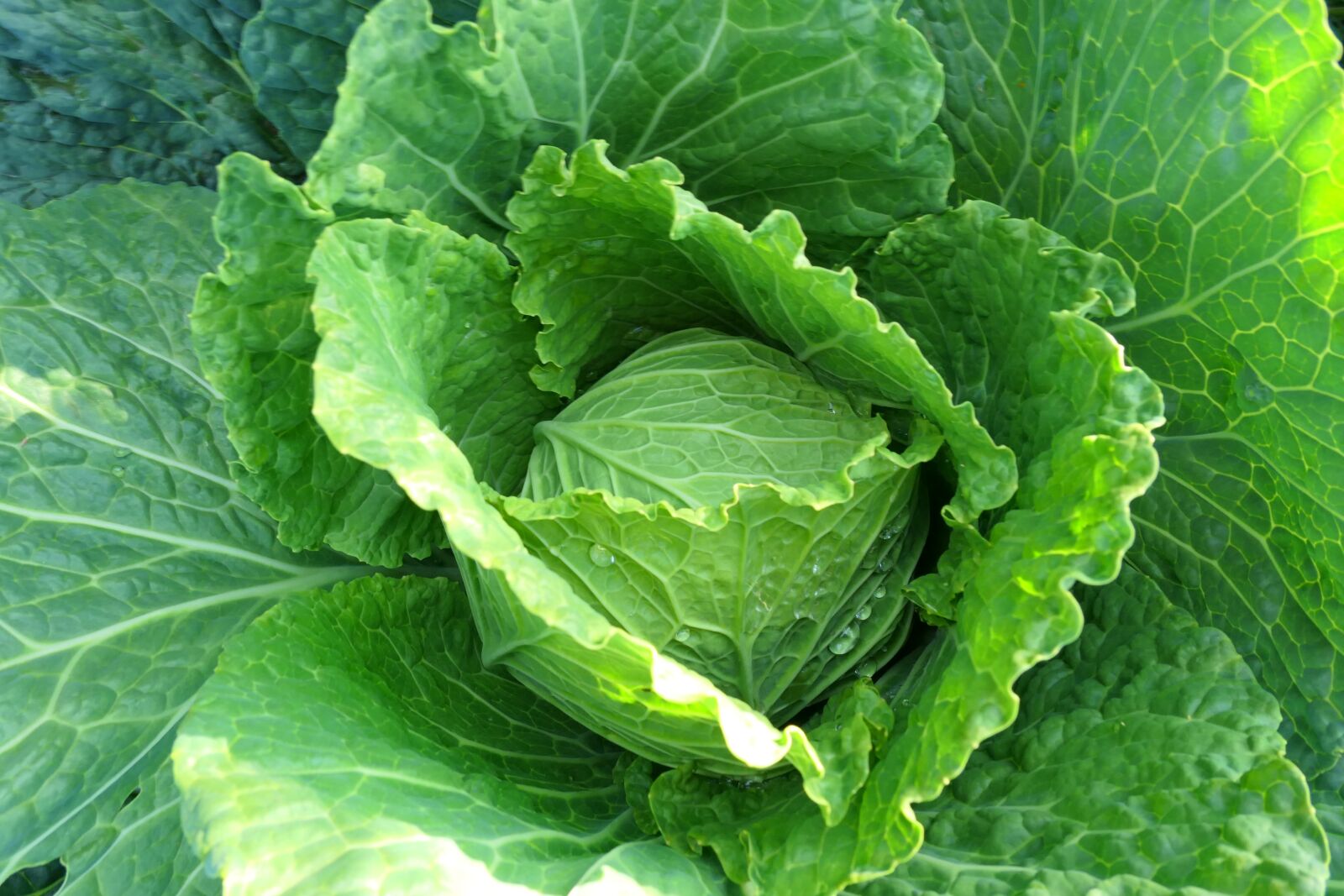 Panasonic Lumix DMC-LX10 (Lumix DMC-LX15) sample photo. Cabbage, a vegetable, garden photography