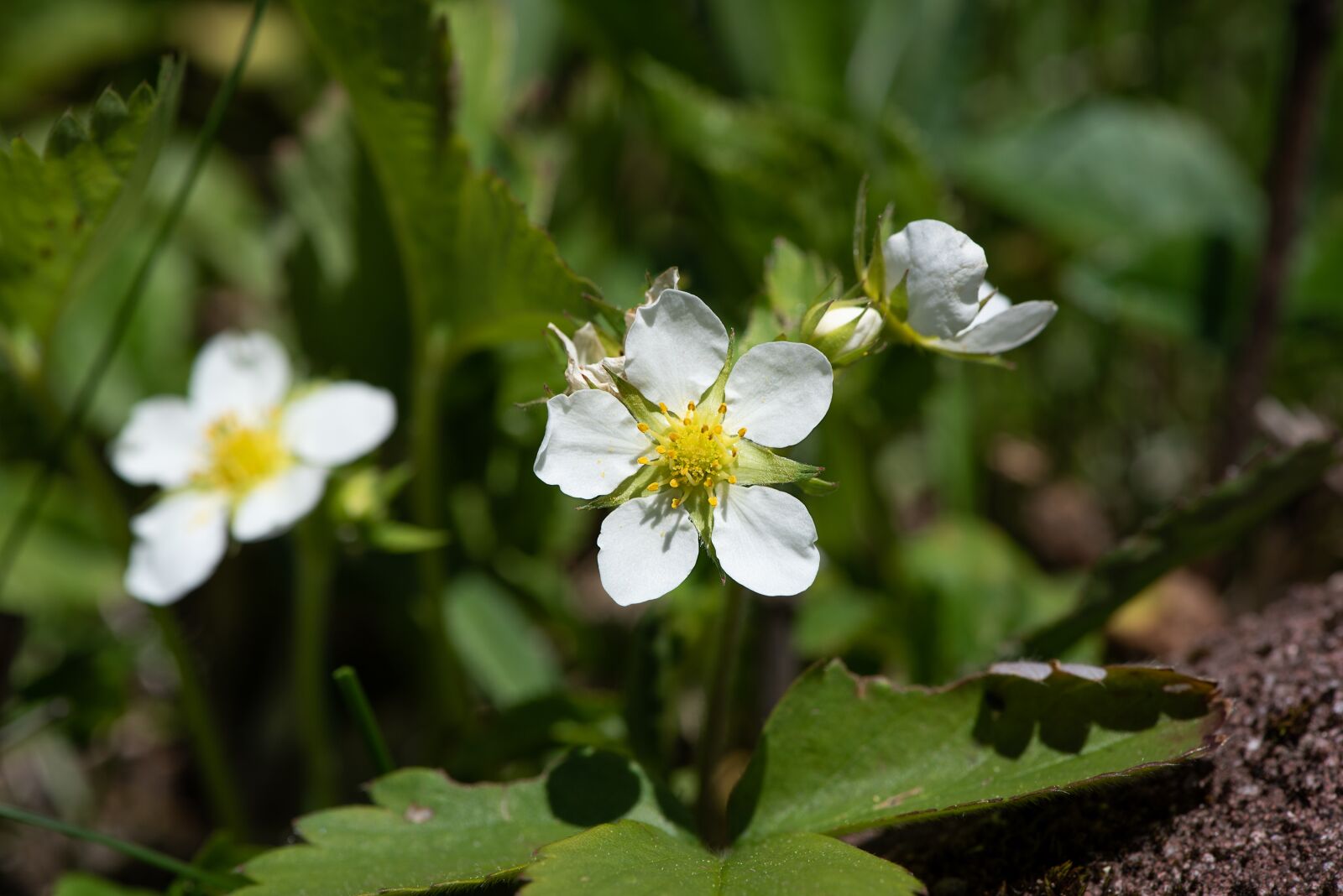 Nikon D750 sample photo. Strawberries, plant, strawberry plant photography