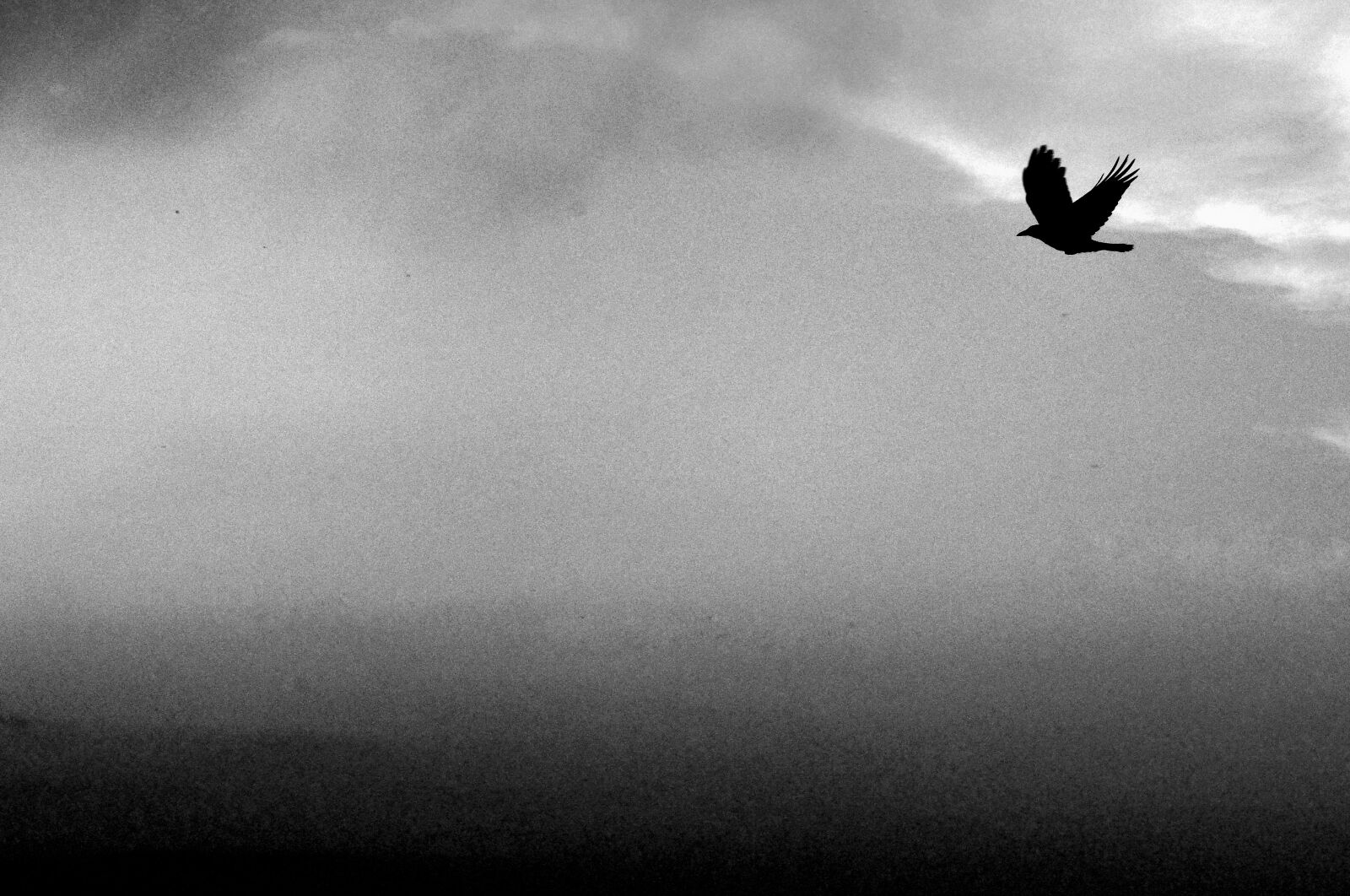 Nikon D5100 sample photo. Sky, bird, flight photography