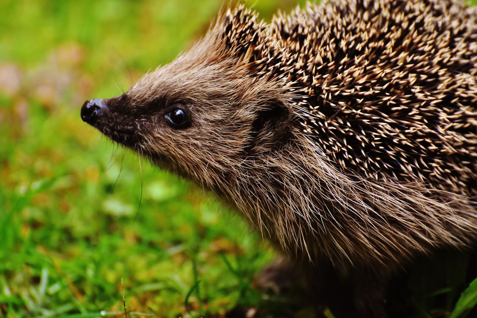 Nikon D7200 sample photo. Hedgehog child, young hedgehog photography