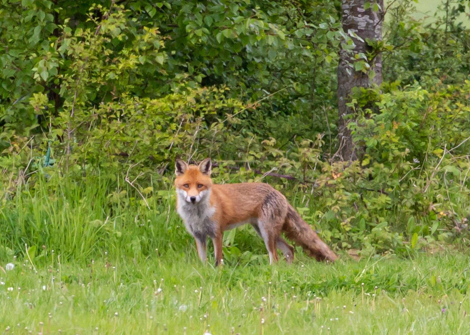 Canon EOS 5D Mark III sample photo. Fox, wild fox, healthy photography