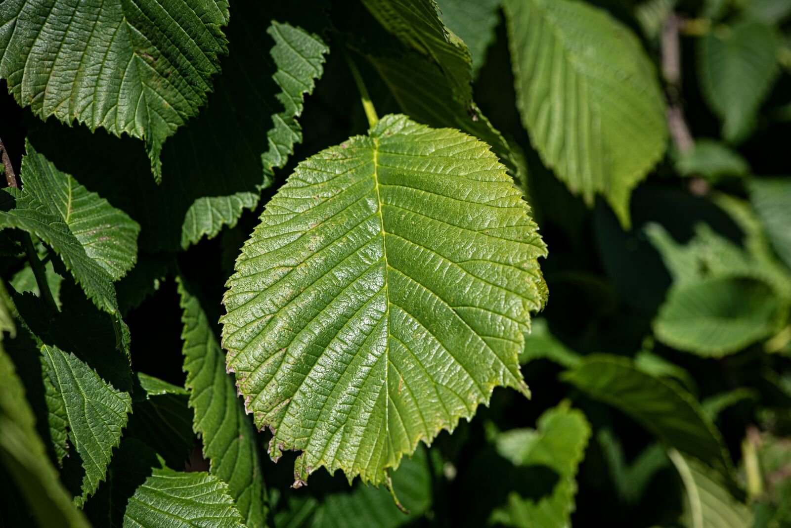 Nikon D750 sample photo. Leaves, green, structure photography