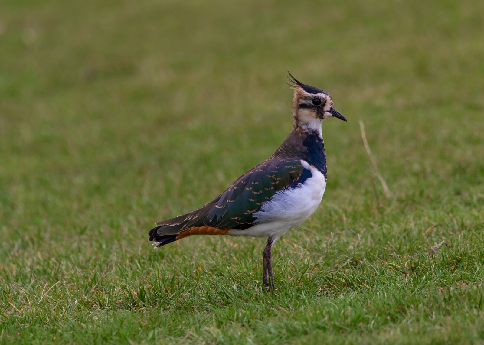 150-600mm F5-6.3 DG OS HSM | Contemporary 015 sample photo. Lapwing, bird, waterbird photography
