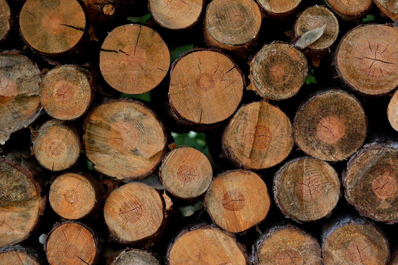 Nikon D5200 sample photo. Wood, forest, bark beetles photography