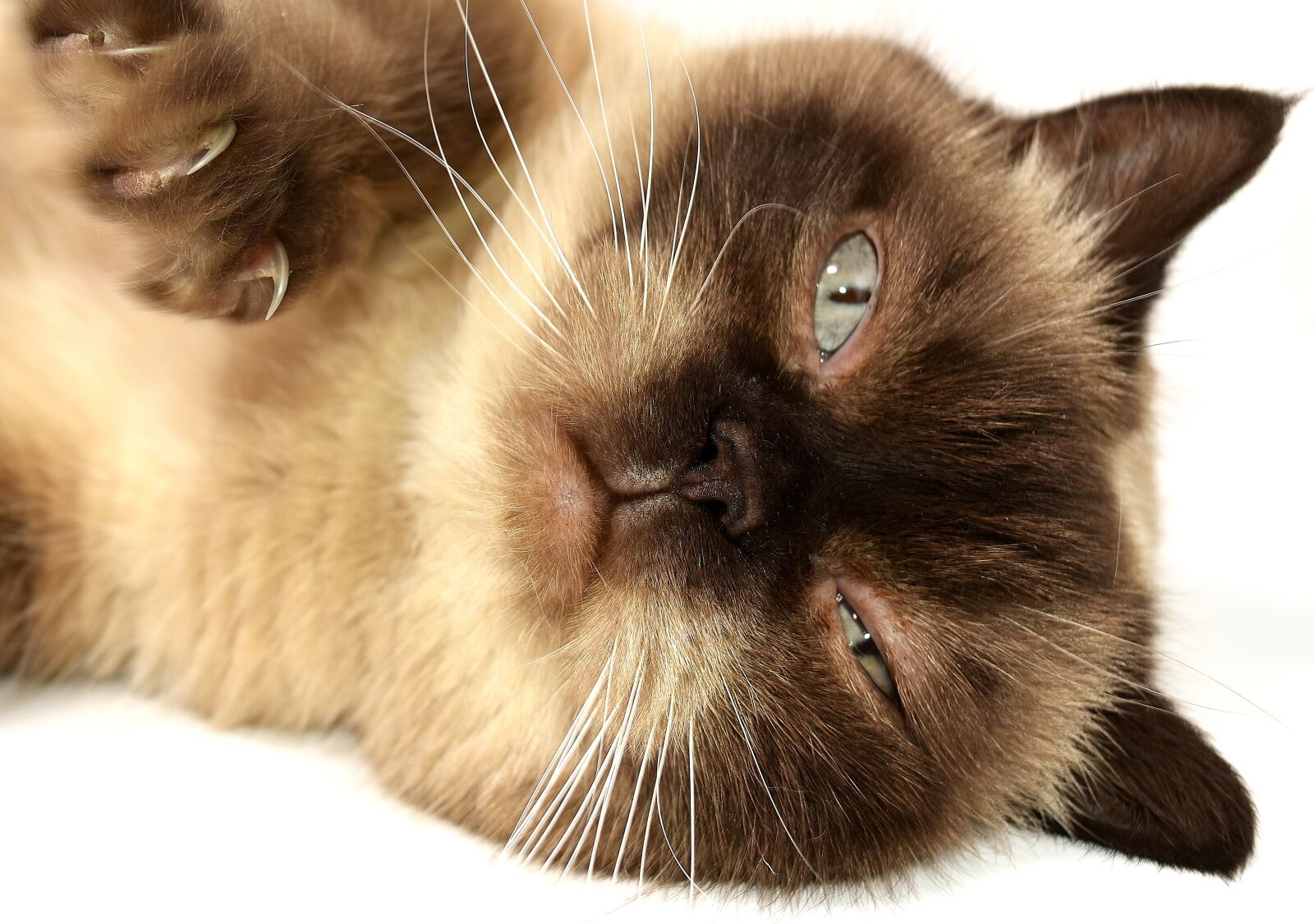 Nikon D7200 sample photo. British shorthair, cat, pet photography