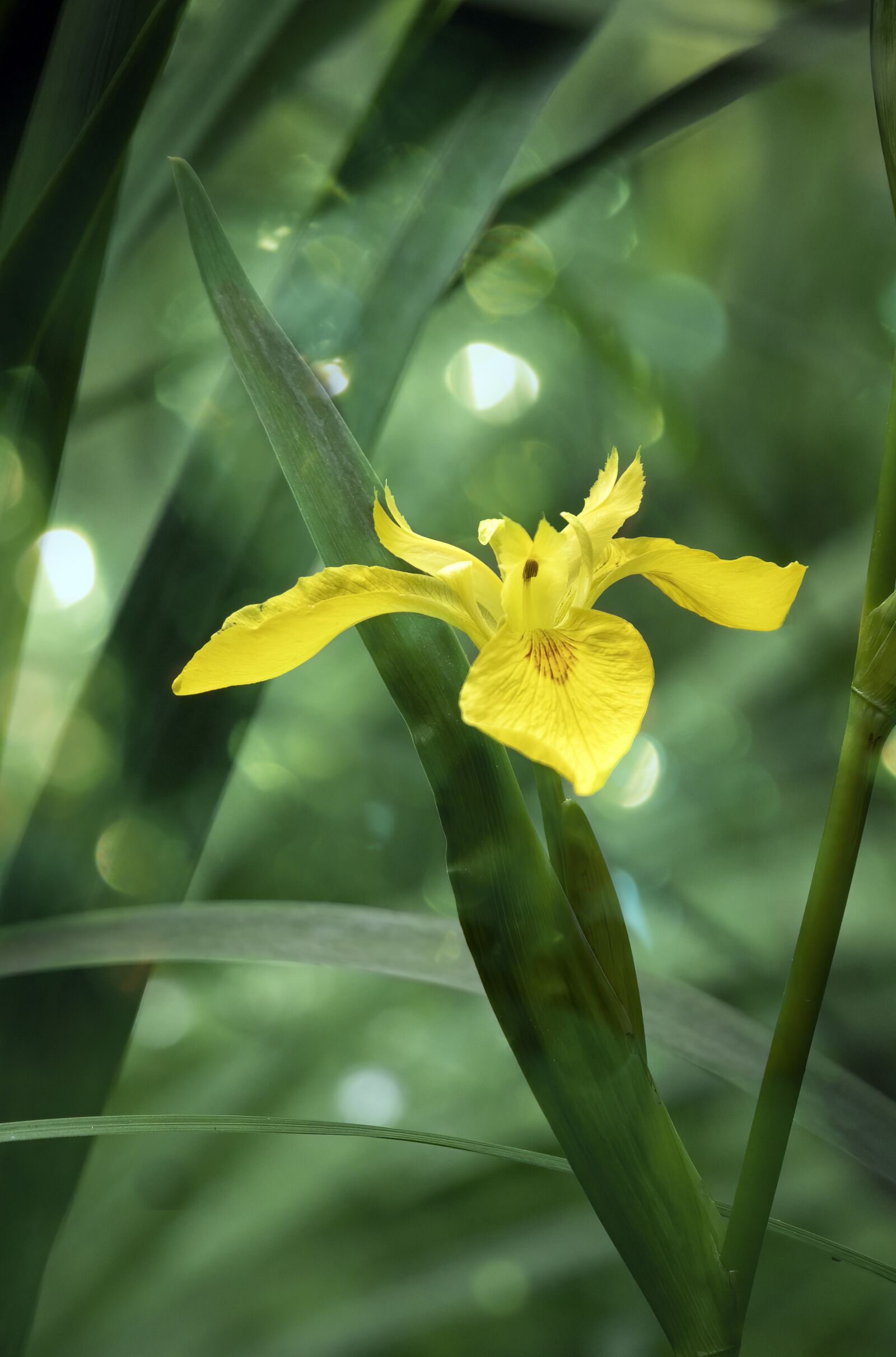 Sigma 100-400mm F5-6.3 DG OS HSM sample photo. Yellow-iris, wildflower, green photography