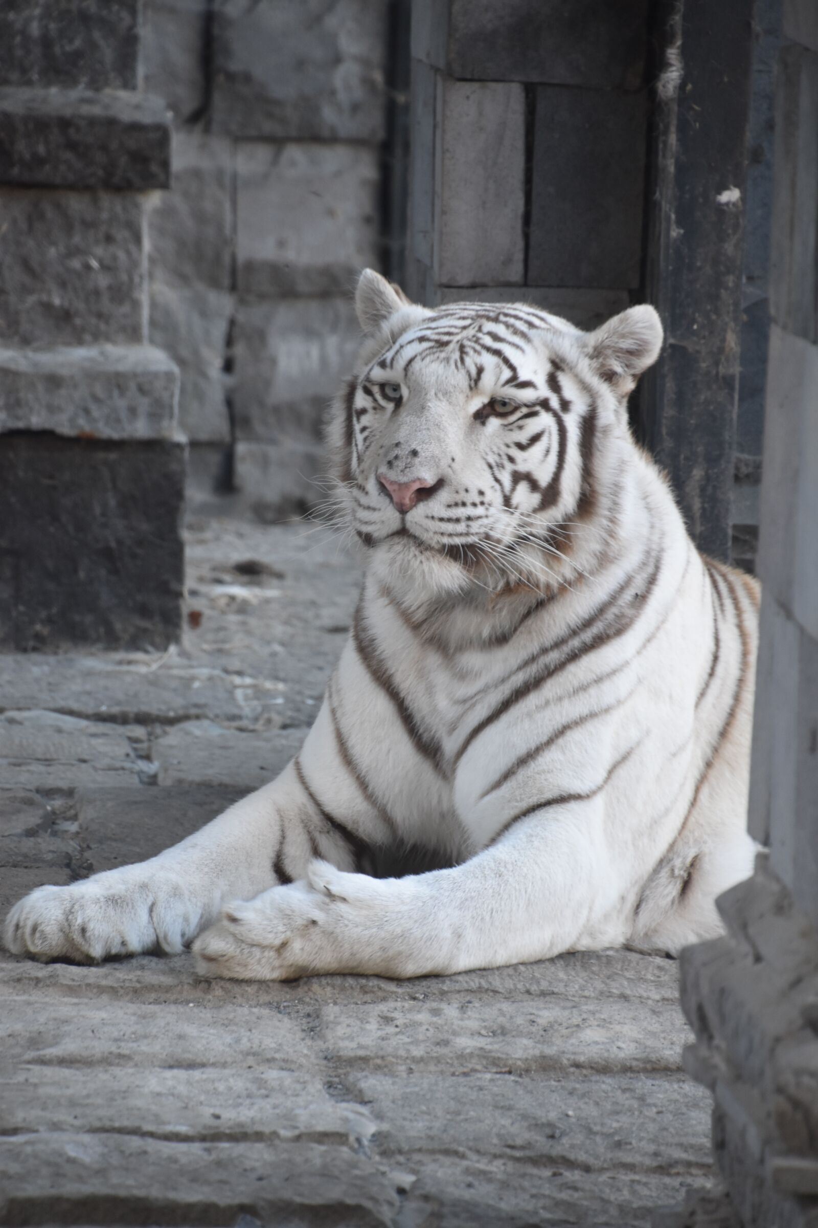 Nikon D5600 sample photo. Tiger, white, predator photography
