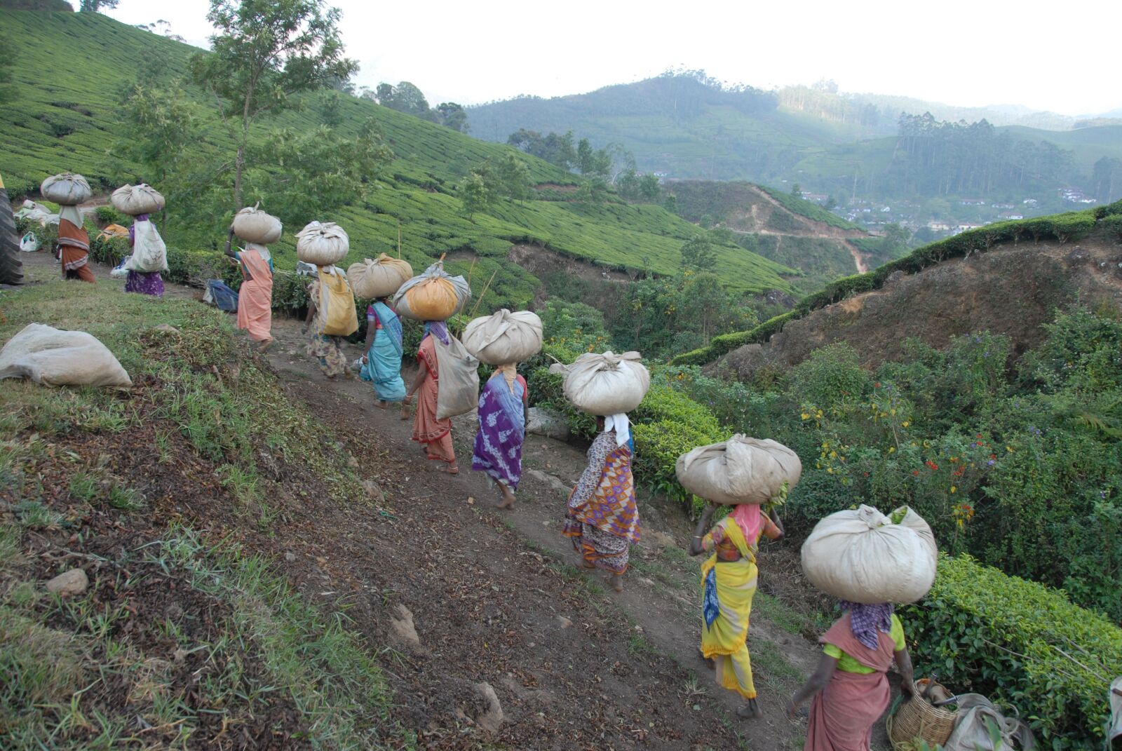 Nikon D200 sample photo. Tea, collection, field photography