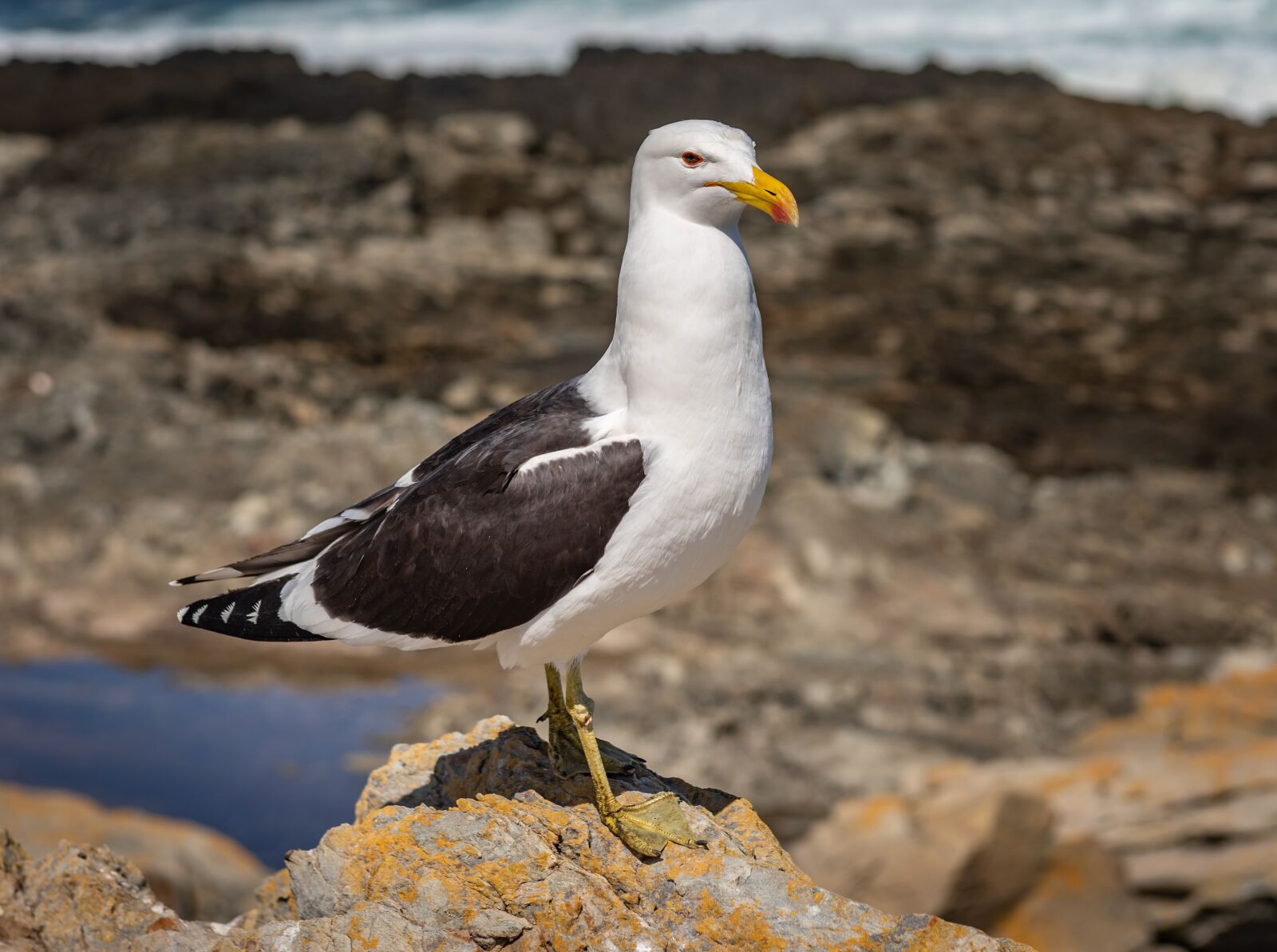 Nikon D750 sample photo. Seagull, coast, surf photography