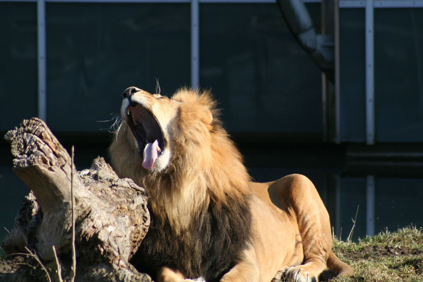 Canon EOS 350D (EOS Digital Rebel XT / EOS Kiss Digital N) sample photo. Lion, tongue, head photography