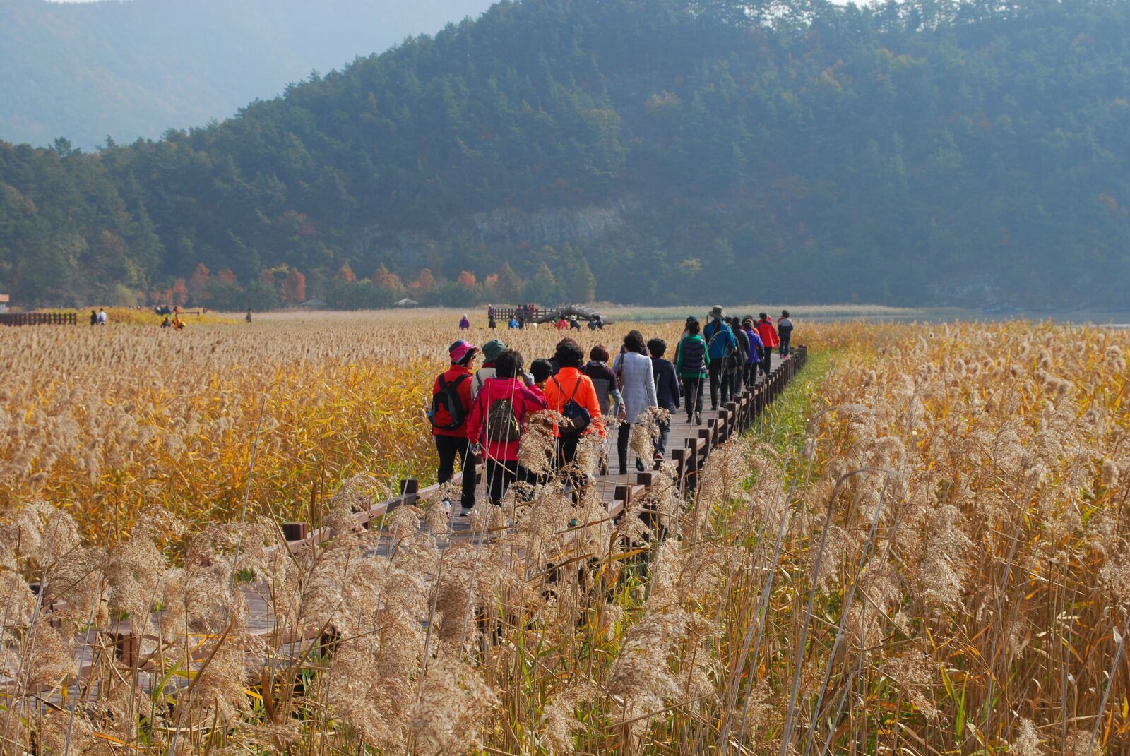 Nikon D60 sample photo. Travel, autumn, reed photography