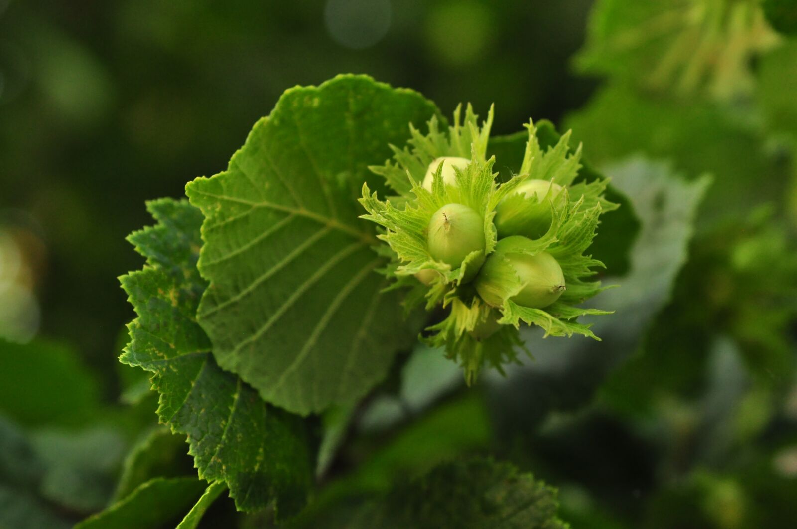 Nikon D90 sample photo. Hazelnuts, macro, plant photography