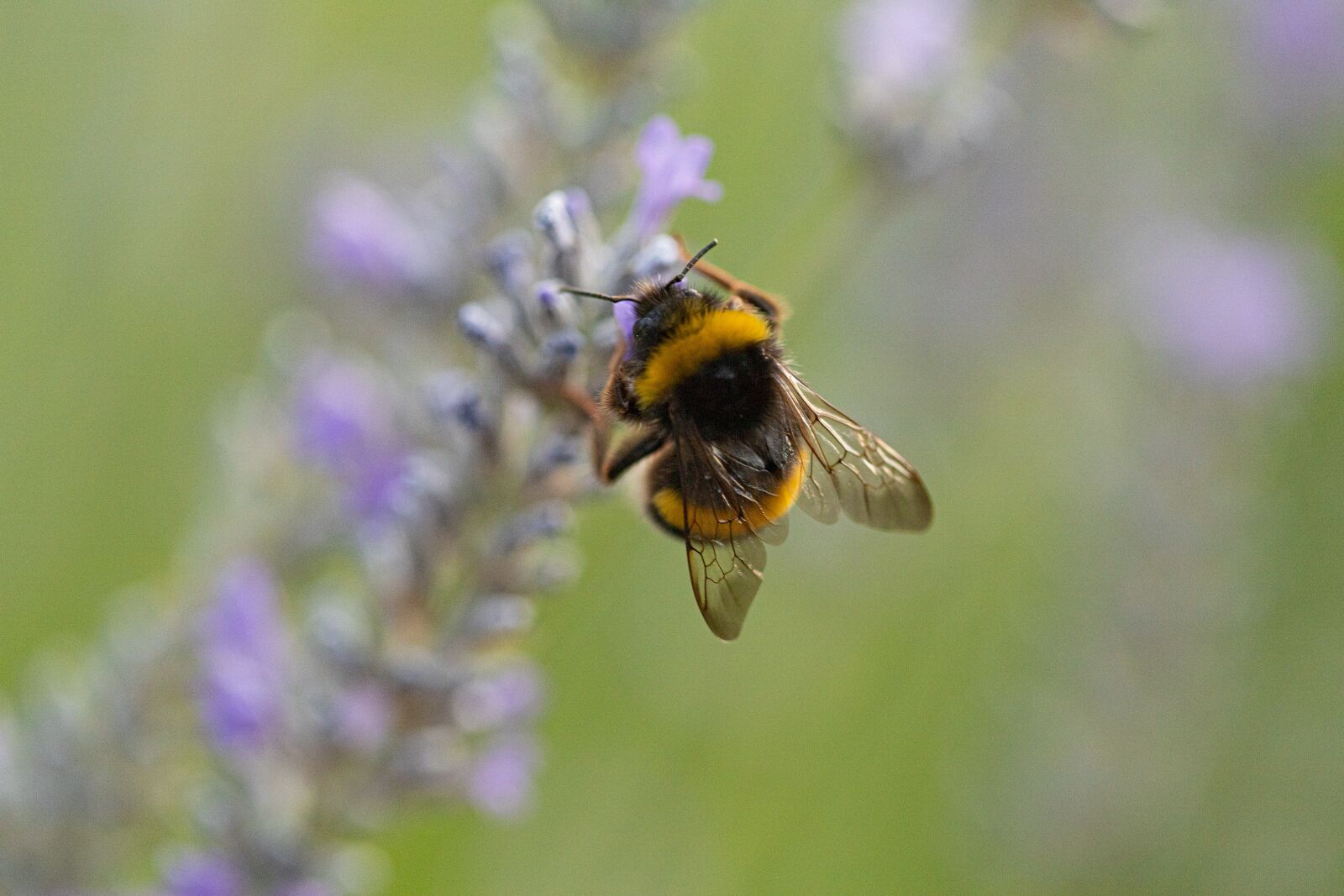 Canon EOS 6D Mark II sample photo. Bee, lavender, nature photography