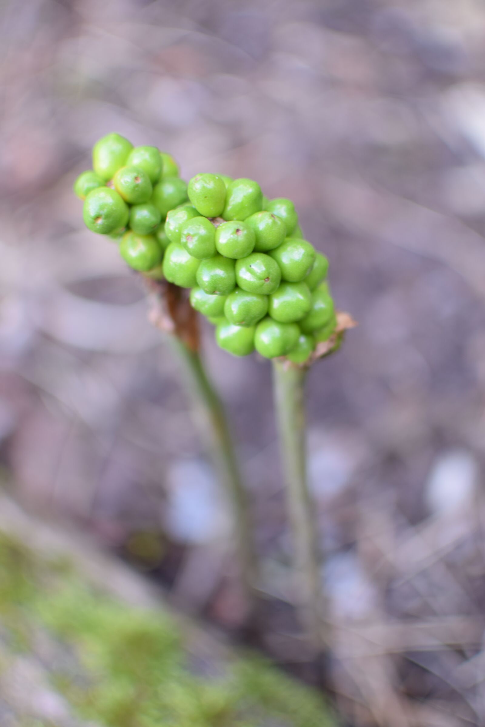 Nikon D3300 sample photo. Green berry, plant, nature photography