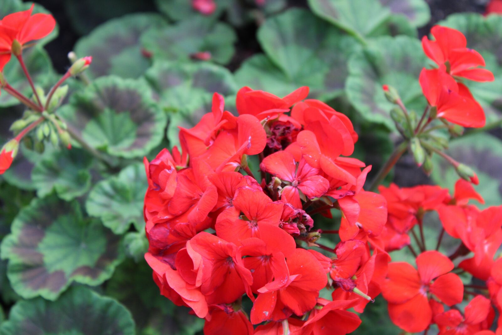 Canon EOS 1300D (EOS Rebel T6 / EOS Kiss X80) sample photo. Beauty, beautiful, red flowers photography