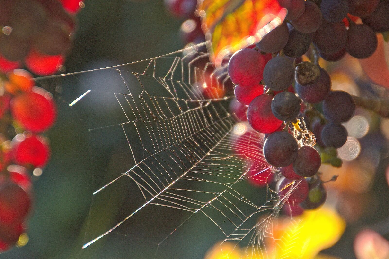 Nikon D5600 sample photo. Grapes, red, cobweb photography