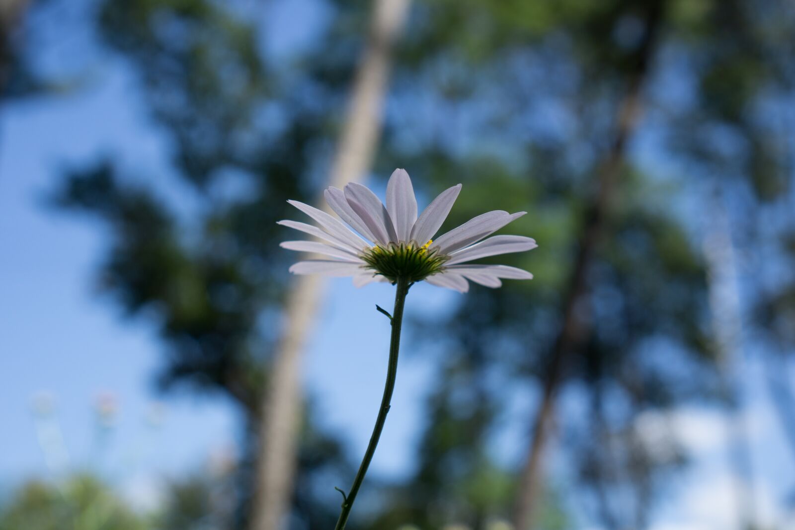 Sony a6000 + Sony E 35mm F1.8 OSS sample photo. Flowers, nature, forest photography