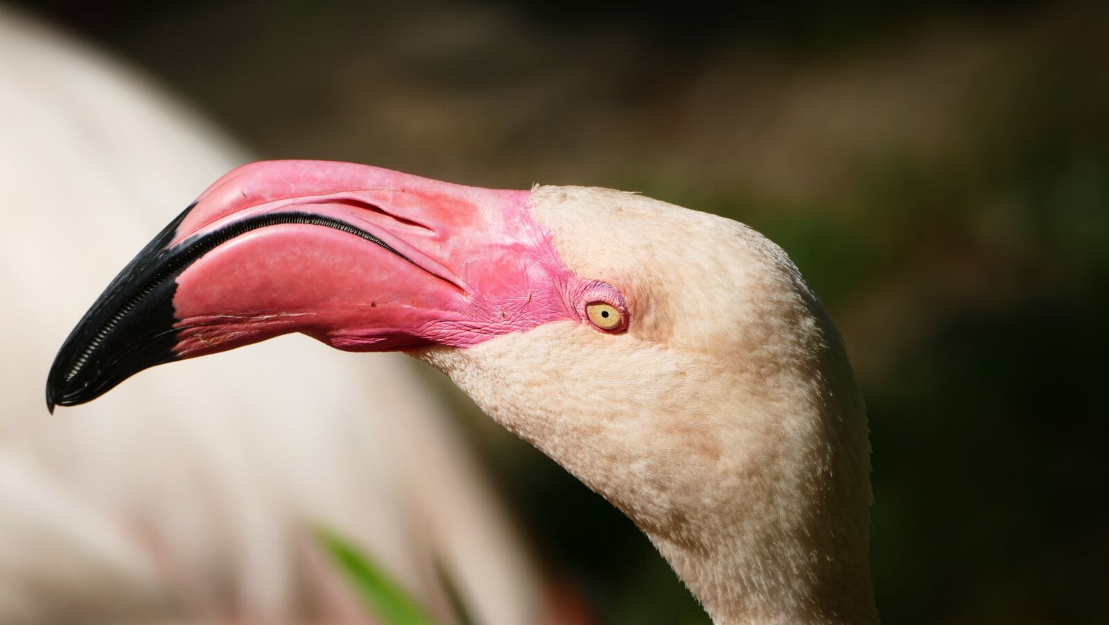 Panasonic Lumix DMC-FZ1000 sample photo. Flamingo, zoo, water bird photography