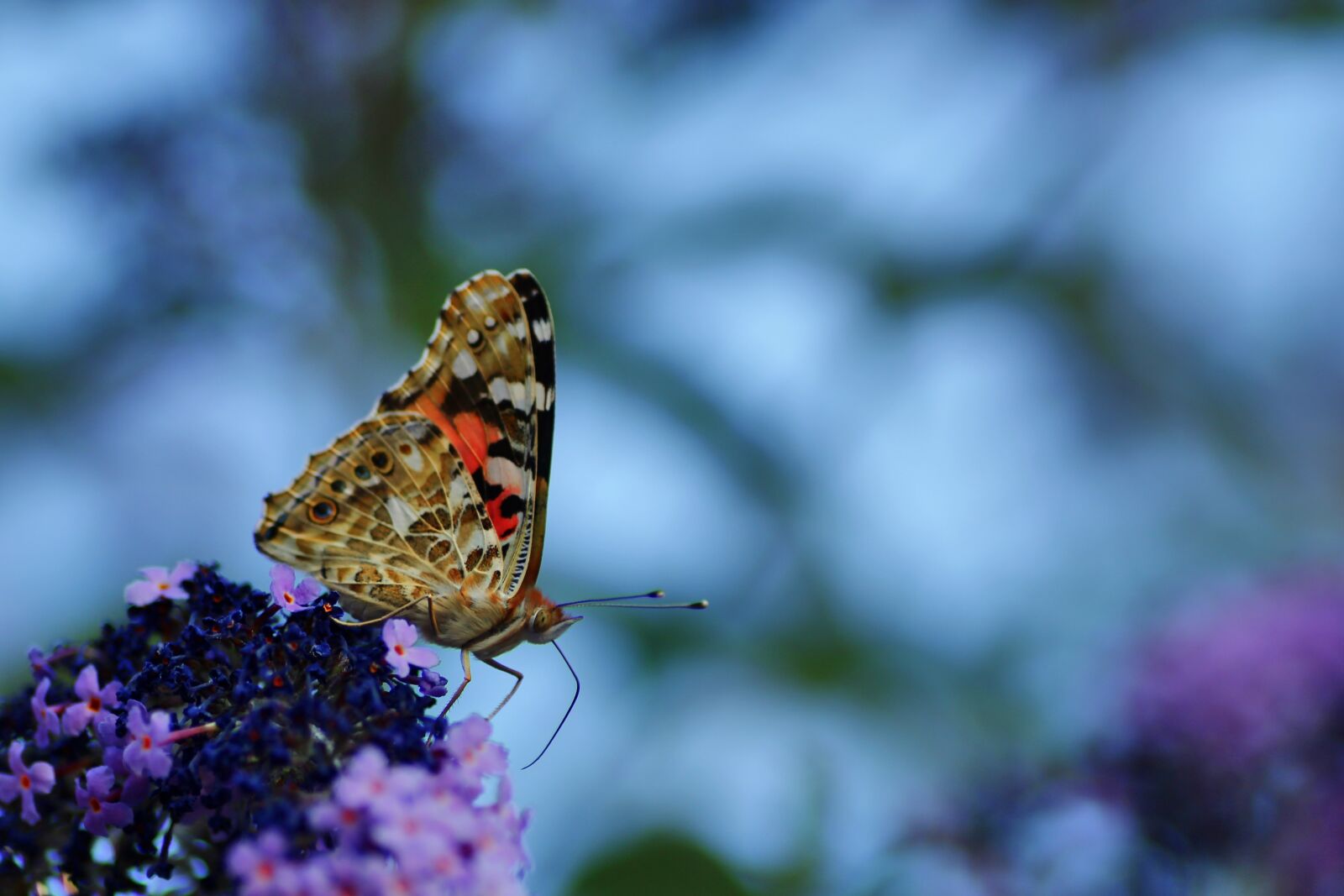 Tamron SP 90mm F2.8 Di VC USD 1:1 Macro sample photo. Vanessa cardui, butterfly, insect photography