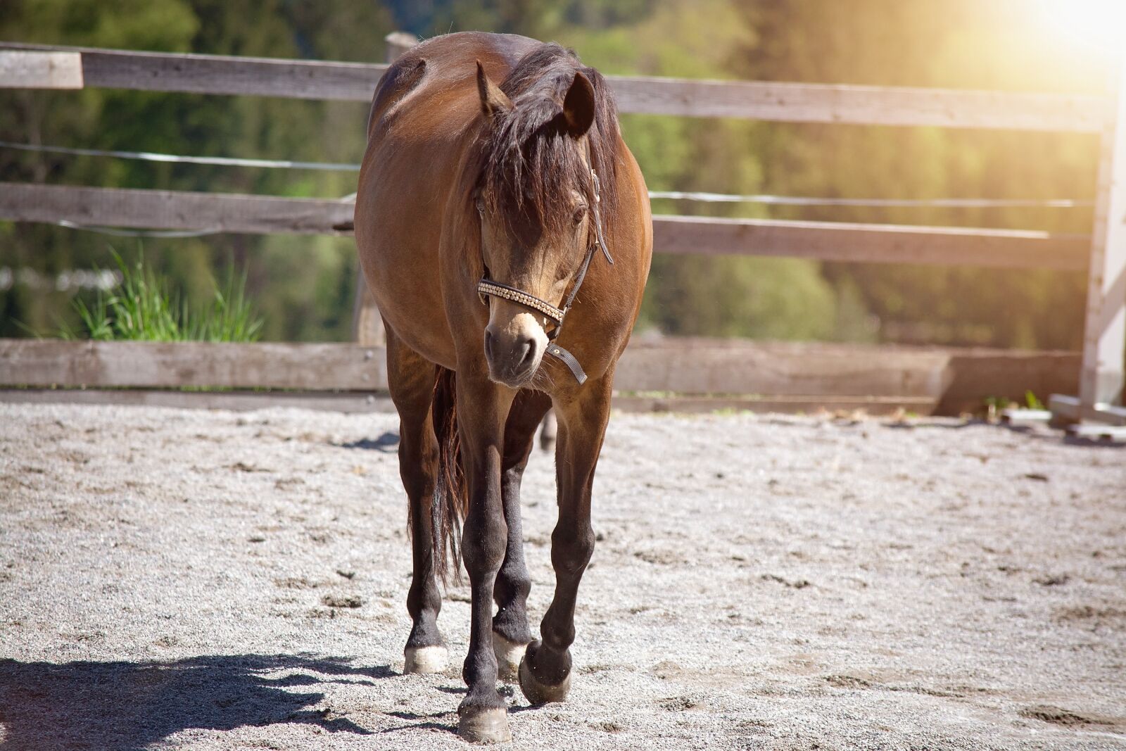 Nikon D7100 sample photo. Horse, pony, mare photography