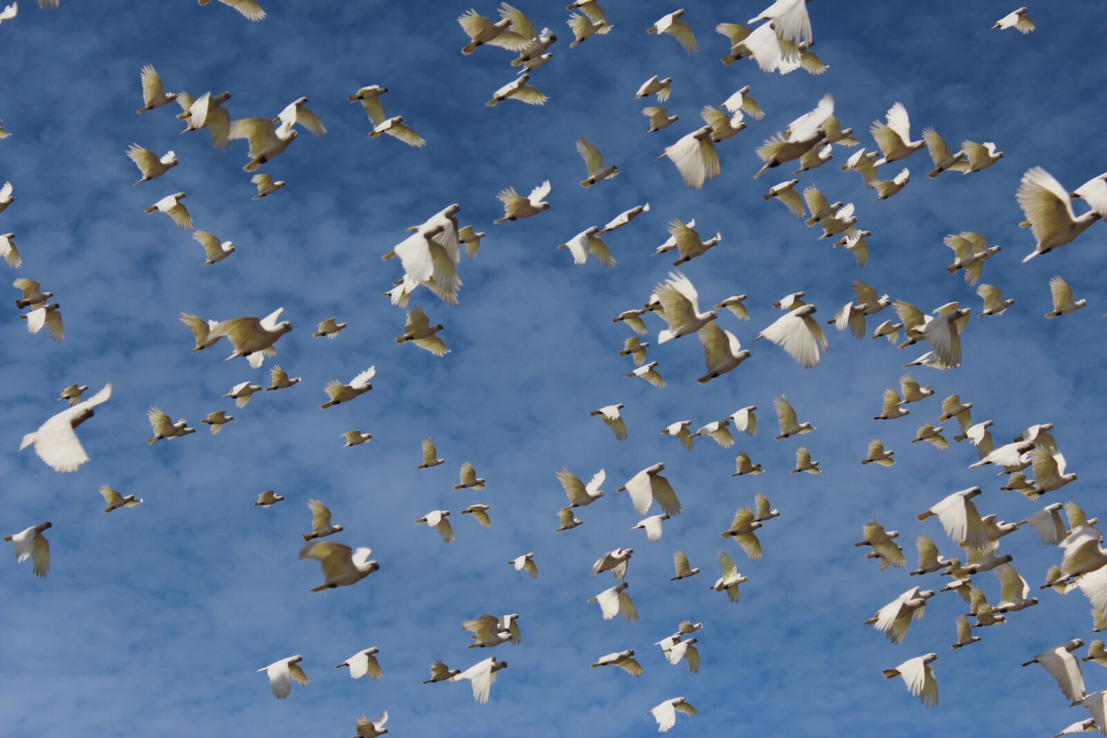 Canon EOS 600D (Rebel EOS T3i / EOS Kiss X5) sample photo. White, dove, birds photography