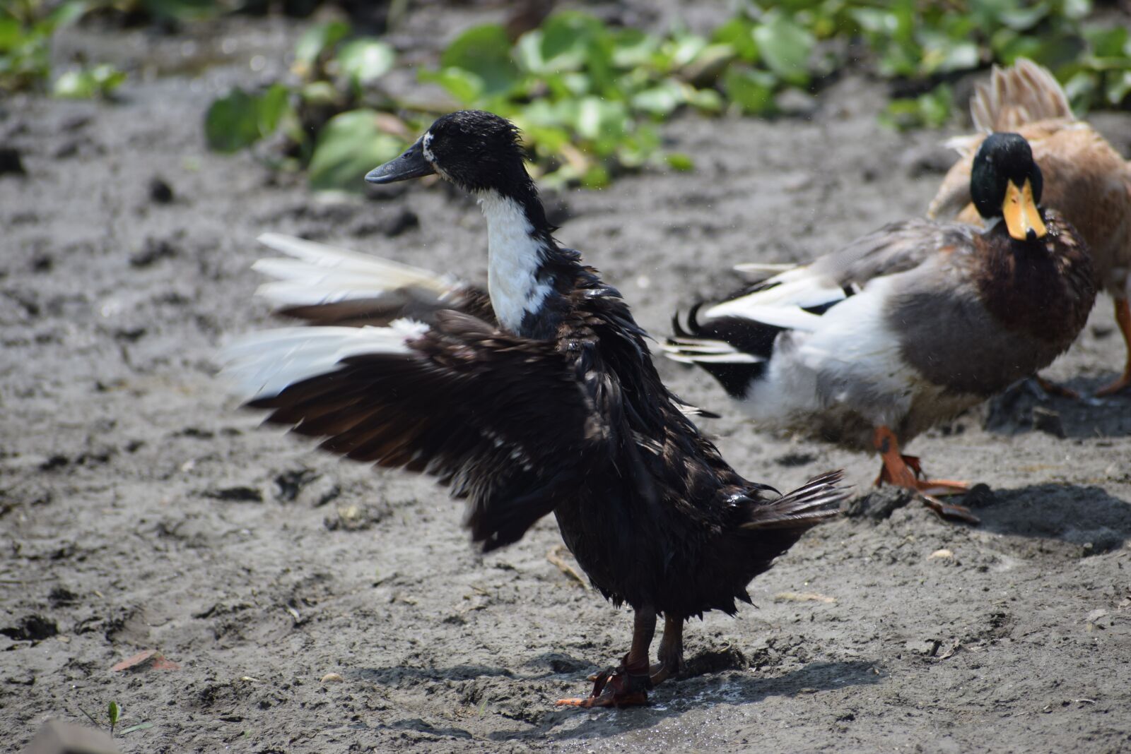 Nikon D5300 sample photo. Bird, wildlife, nature photography