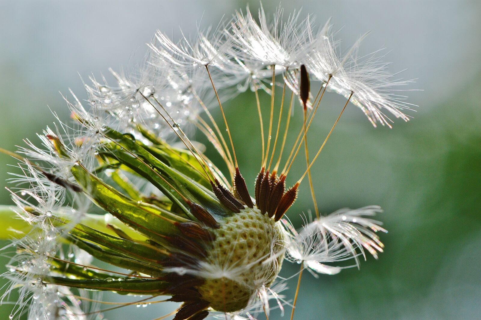 Nikon D3200 sample photo. Dandelion, plant, rain photography