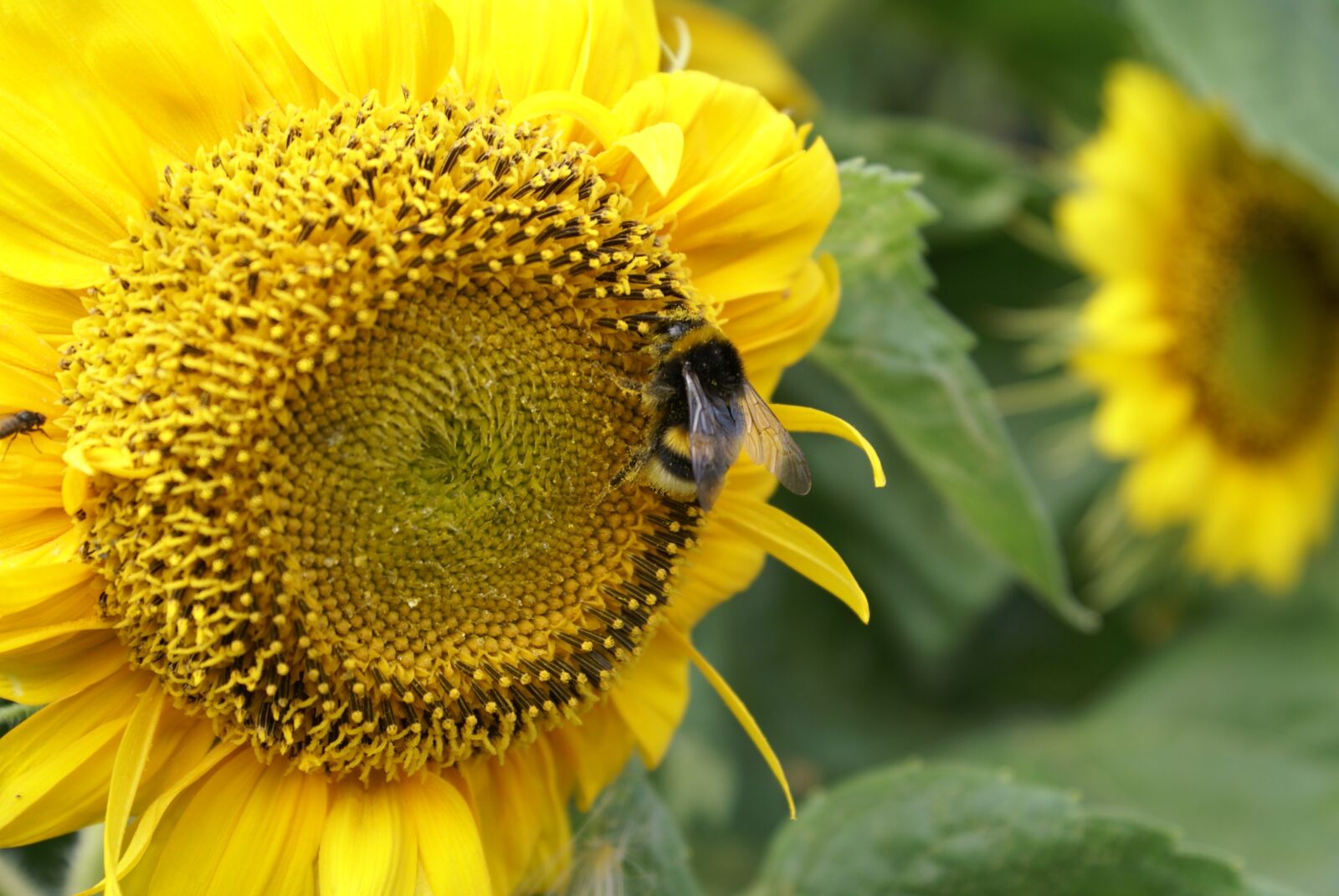 Sony Alpha DSLR-A100 sample photo. Flowers, summer, plant photography