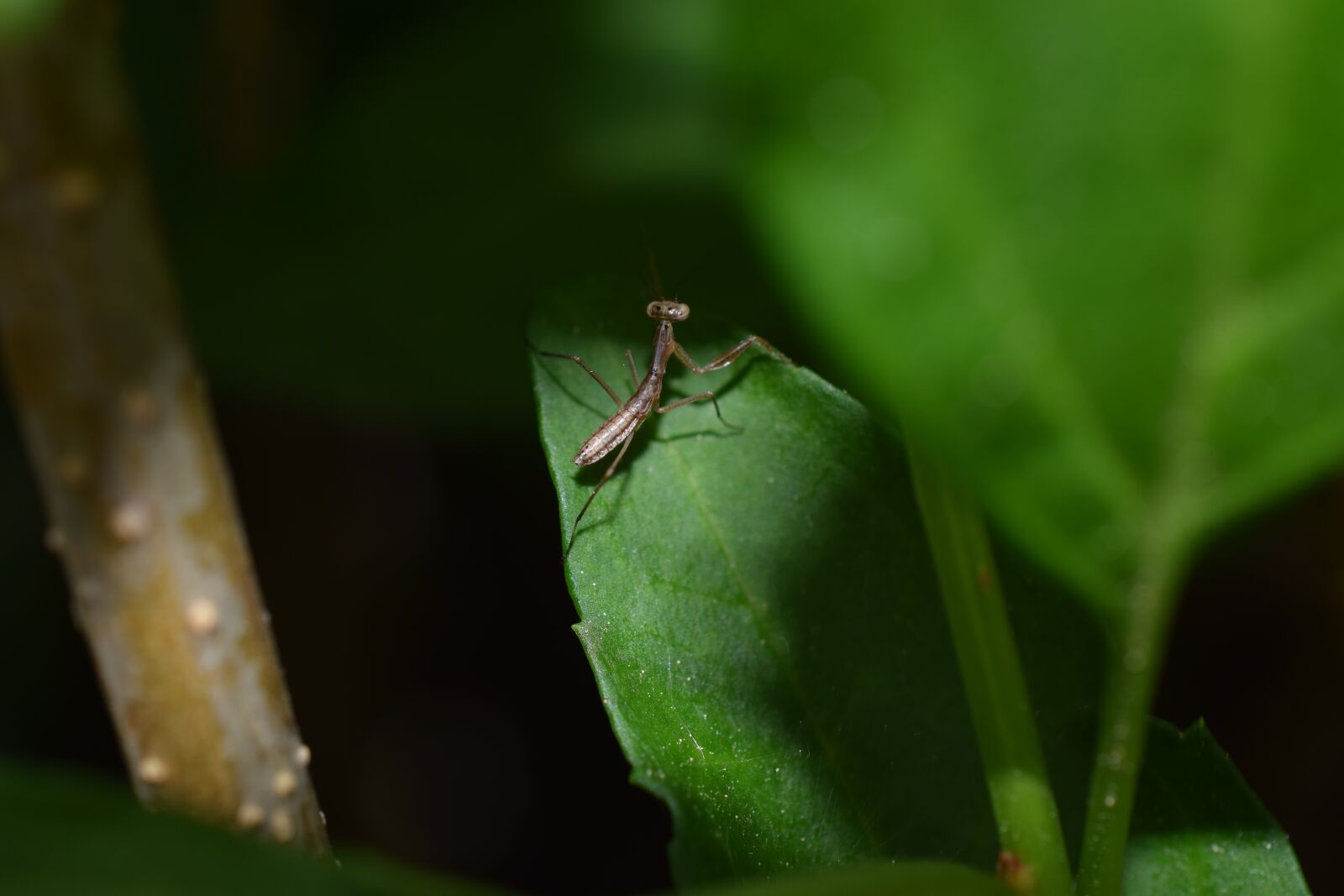 Nikon D5300 sample photo. Mantis, green, nature photography